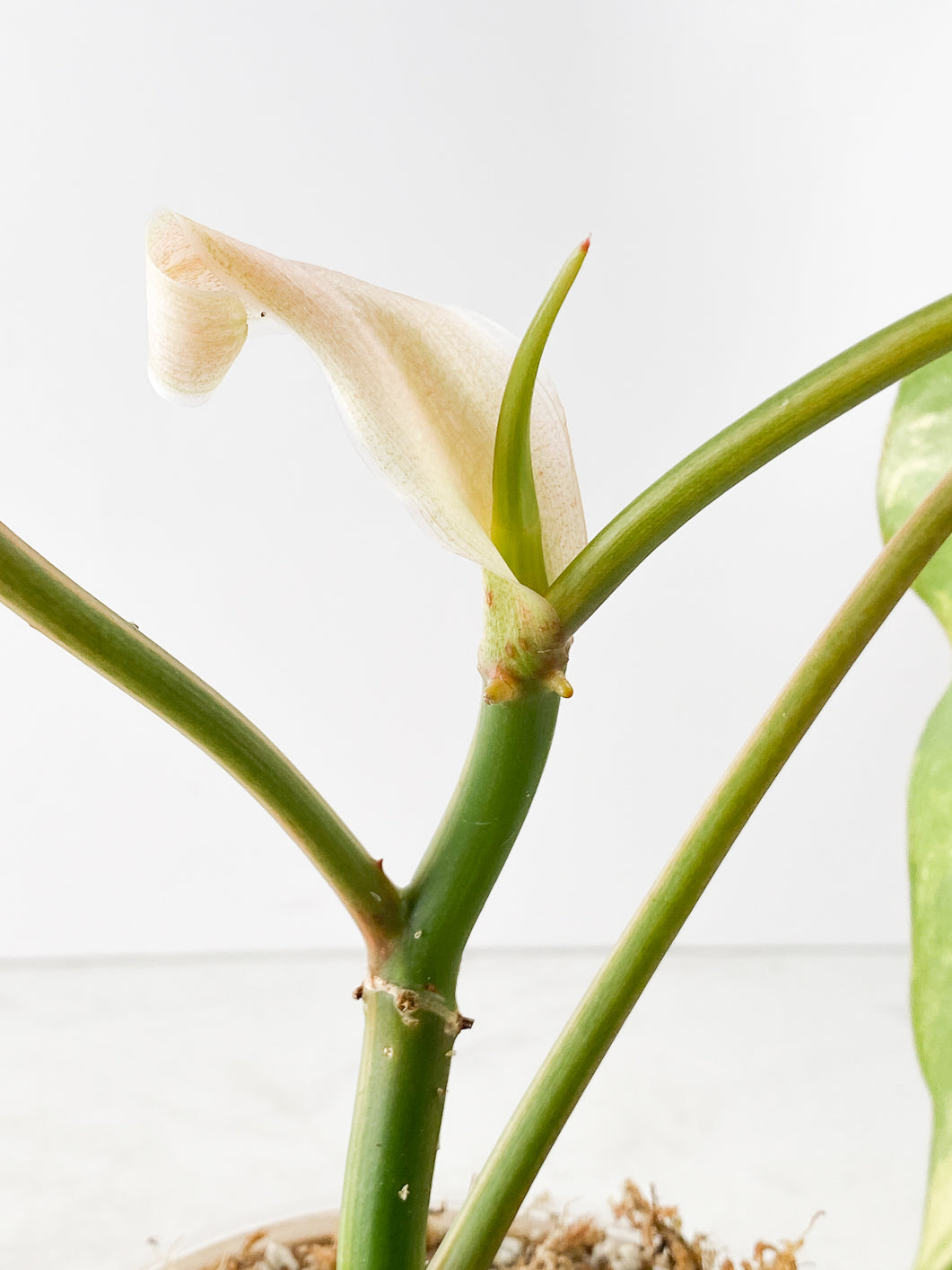 Philodendron  domesticum Variegated  4 leaves Highly Variegated