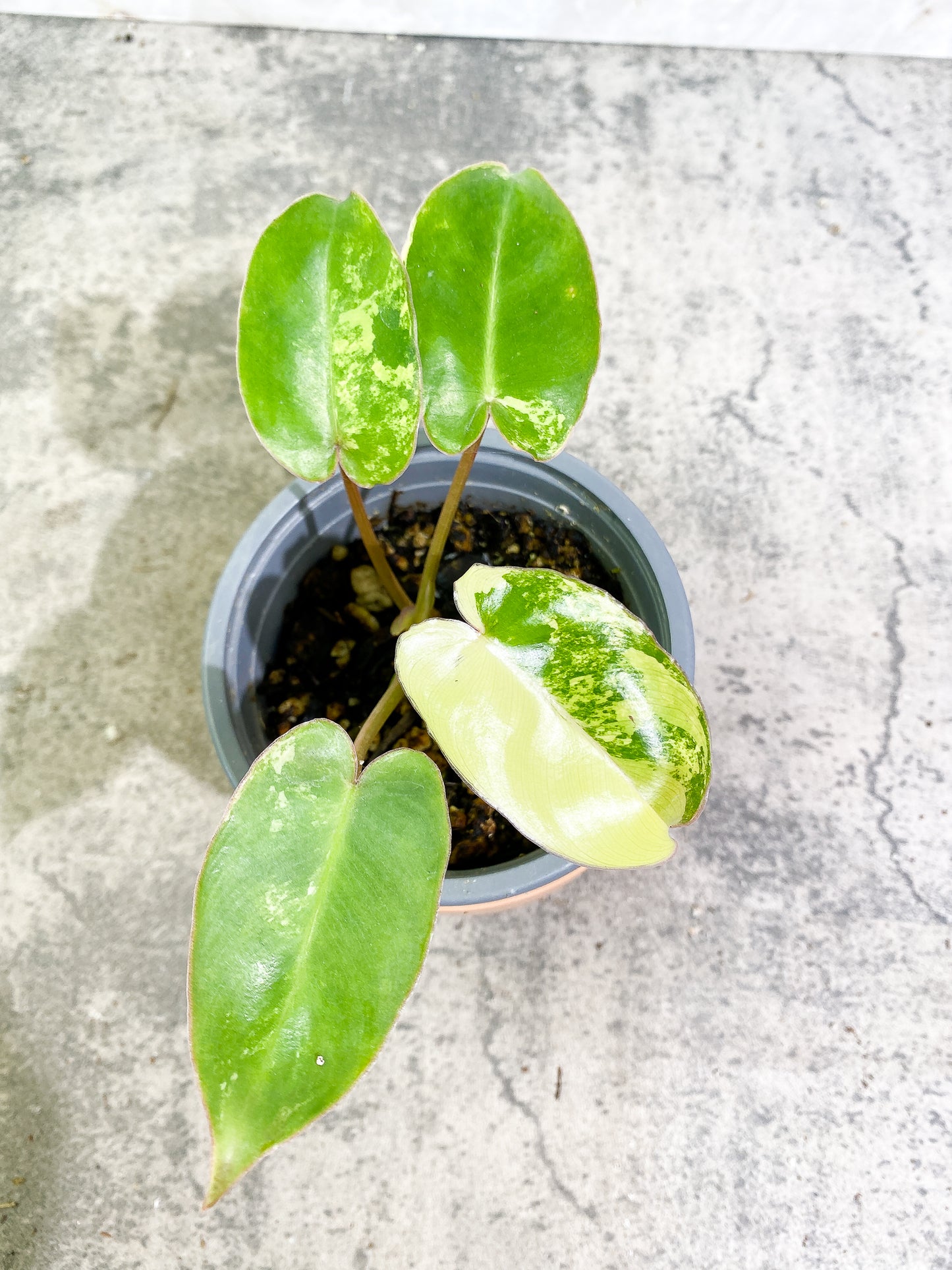 Philodendron Burle Marx Variegated 4 leaves Rooted