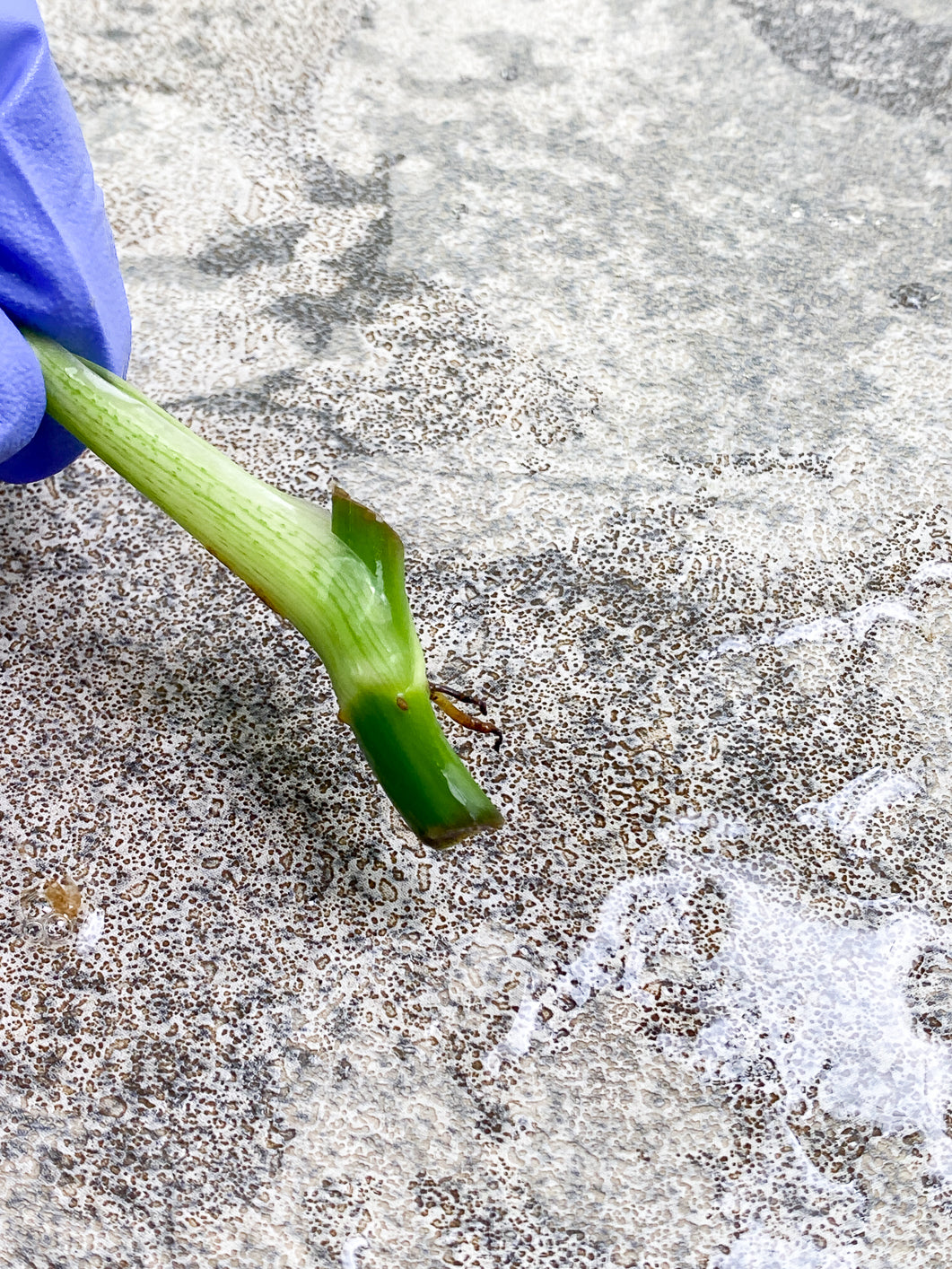 Philodendron Melanochrysum  variegated  Rooting 1 small leaf