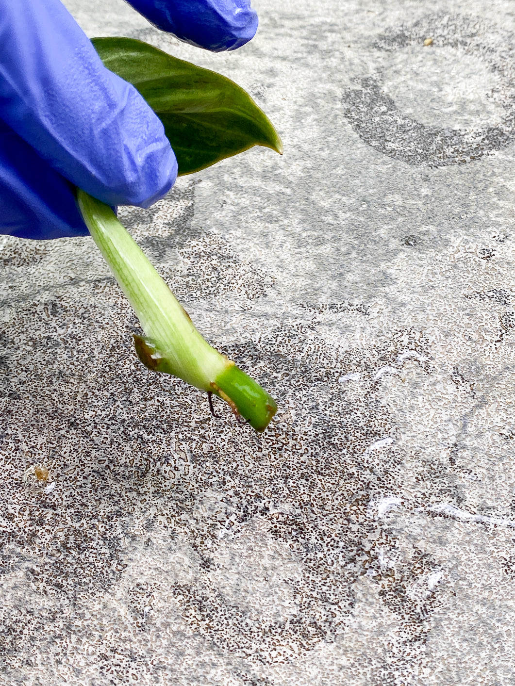 Philodendron Melanochrysum  variegated  Rooting 1 small leaf