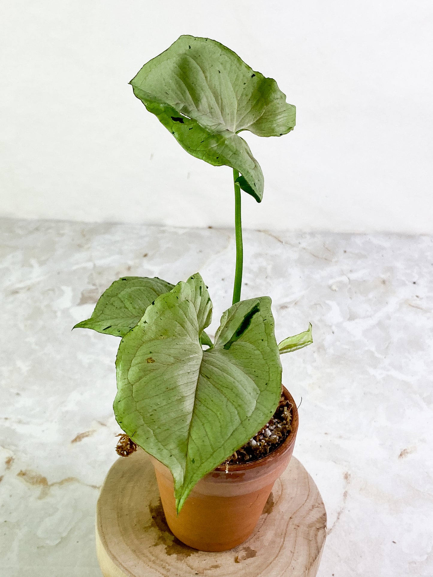 Syngonium Green Splash rooting node 1 sprout