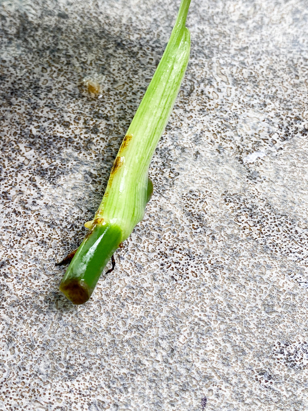 Philodendron Melanochrysum  variegated  Rooting 1 small leaf