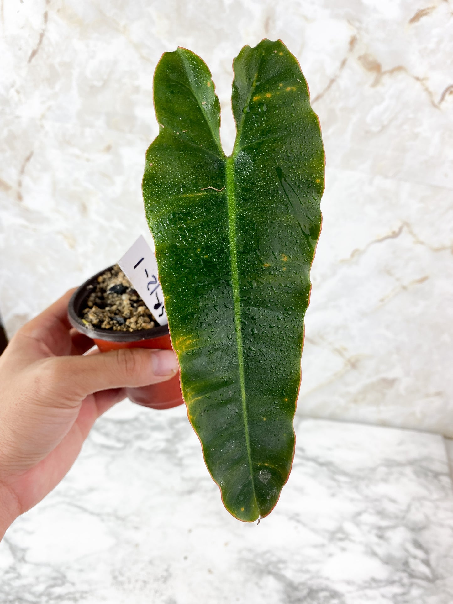 Grower Choice: Philodendron Billietiae x Atabapoenese Slightly Rooted 1 leaf, 1 sprout