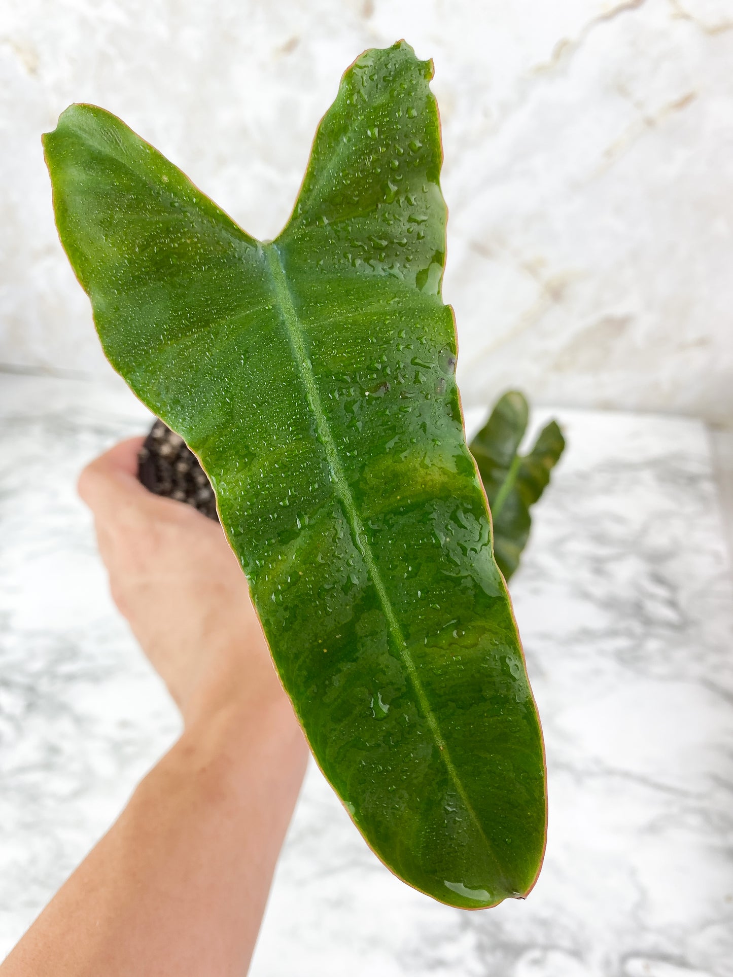 Grower Choice: Philodendron Billietiae x Atabapoenese Slightly Rooted 1 leaf, 1 sprout