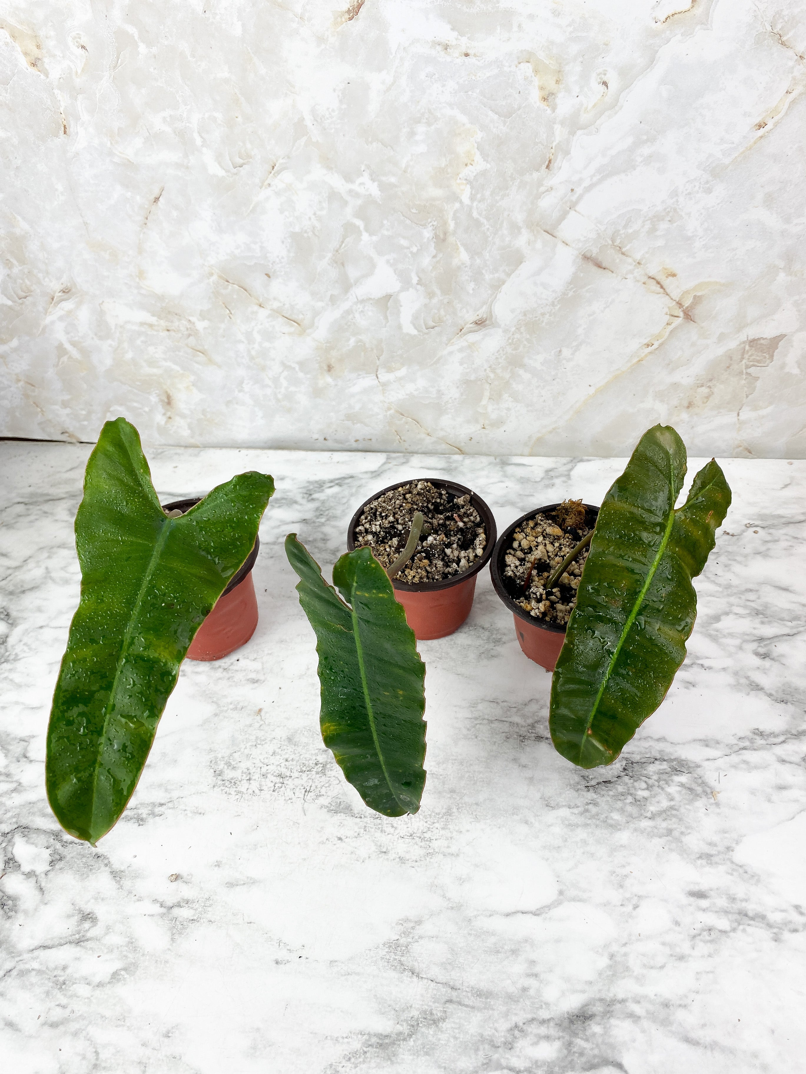 Grower Choice: Philodendron Billietiae x Atabapoenese Slightly Rooted 1 leaf, 1 sprout