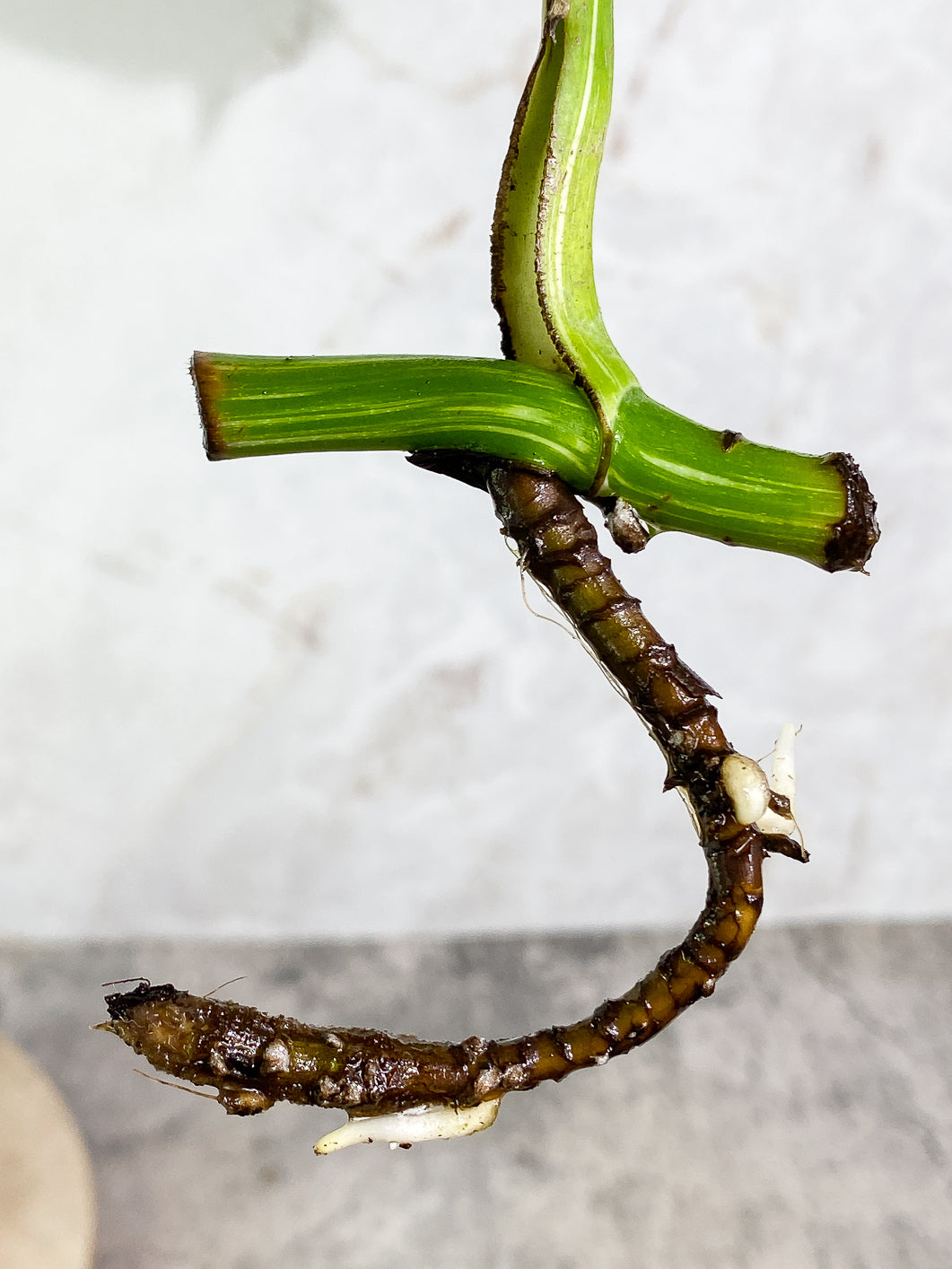 Monstera albo variegata Rooting 1 leaf
