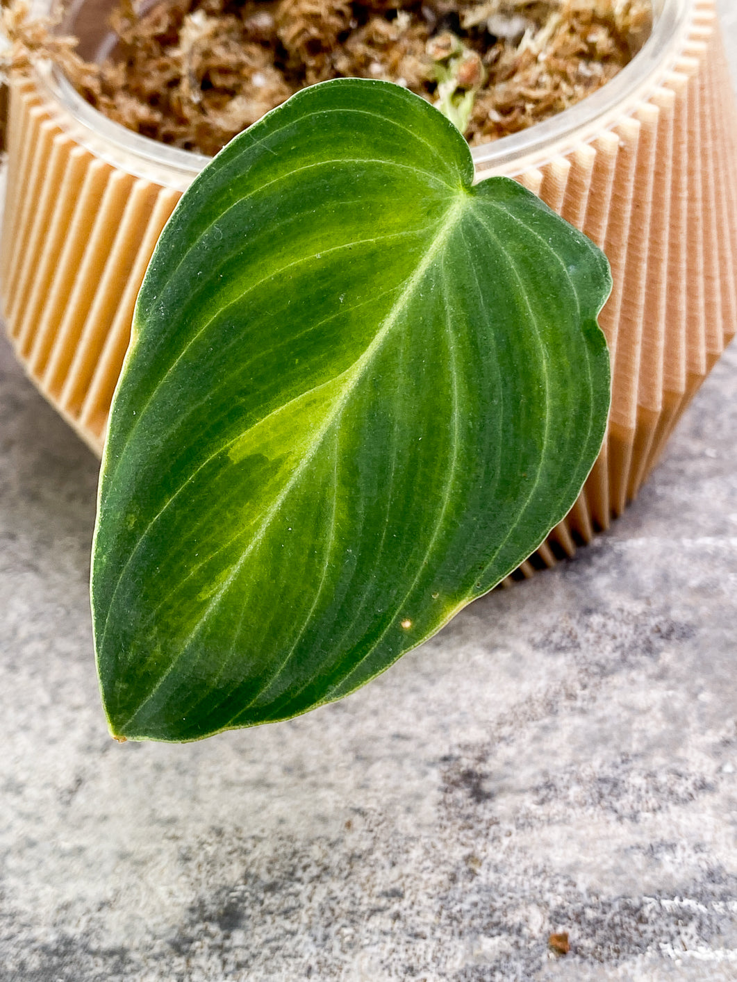 Philodendron Melanochrysum  variegated  Slightly Rooted 1 leaf