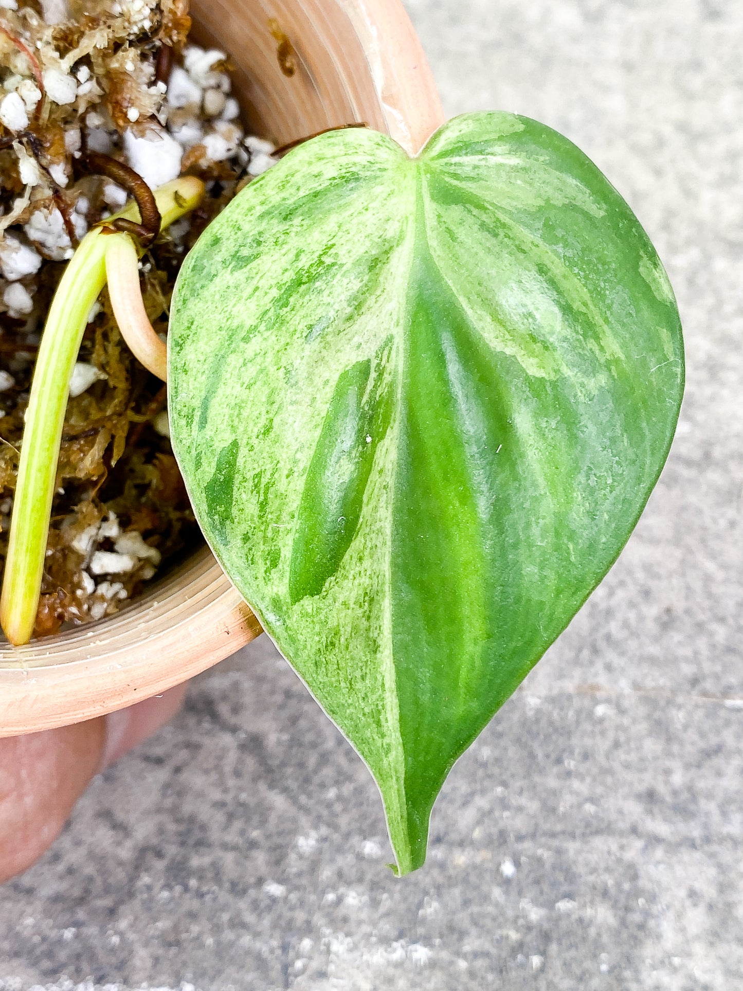 Philodendron Hederaceum variegated 1 leaf rooting