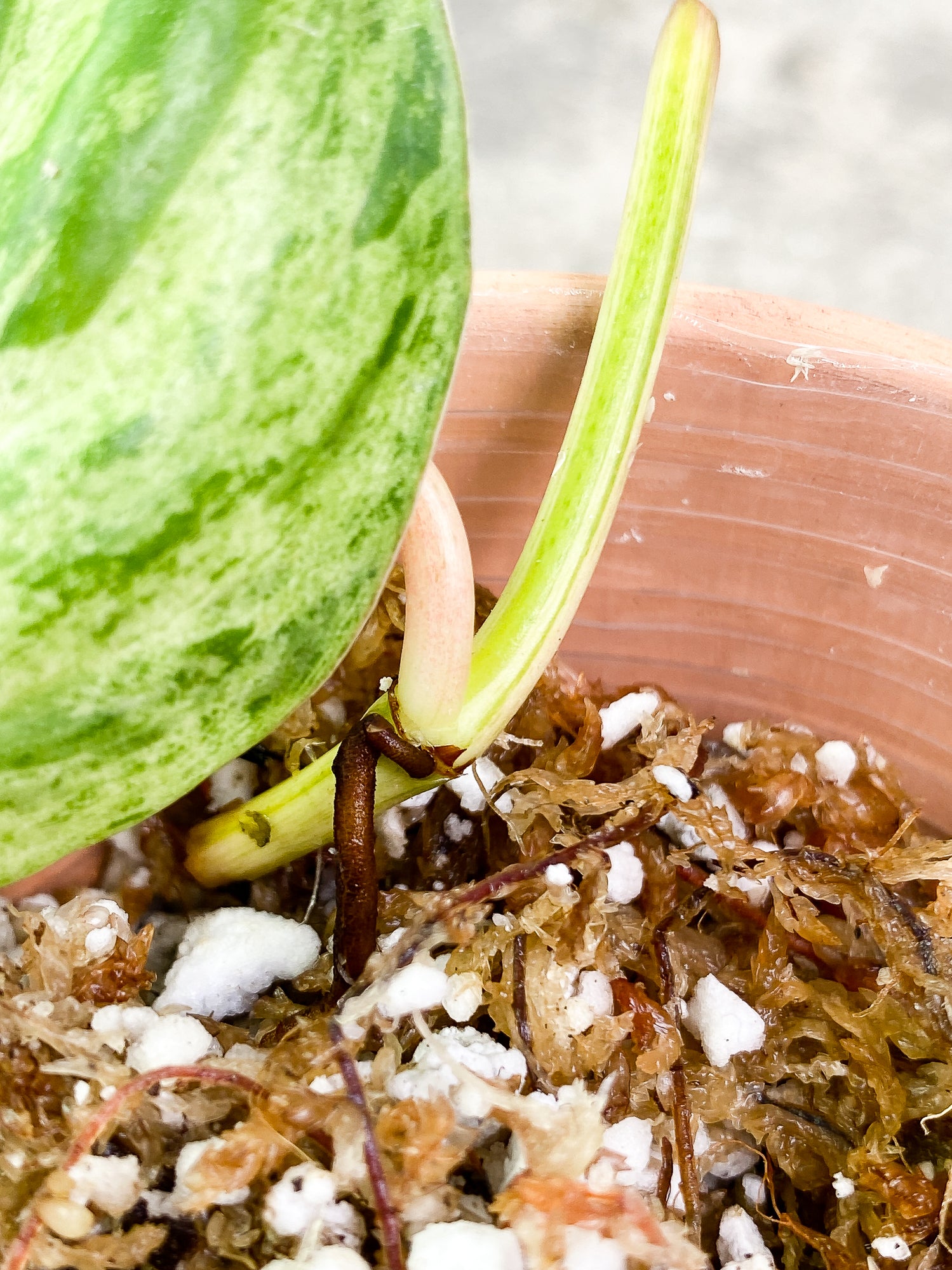 Philodendron Hederaceum variegated 1 leaf rooting