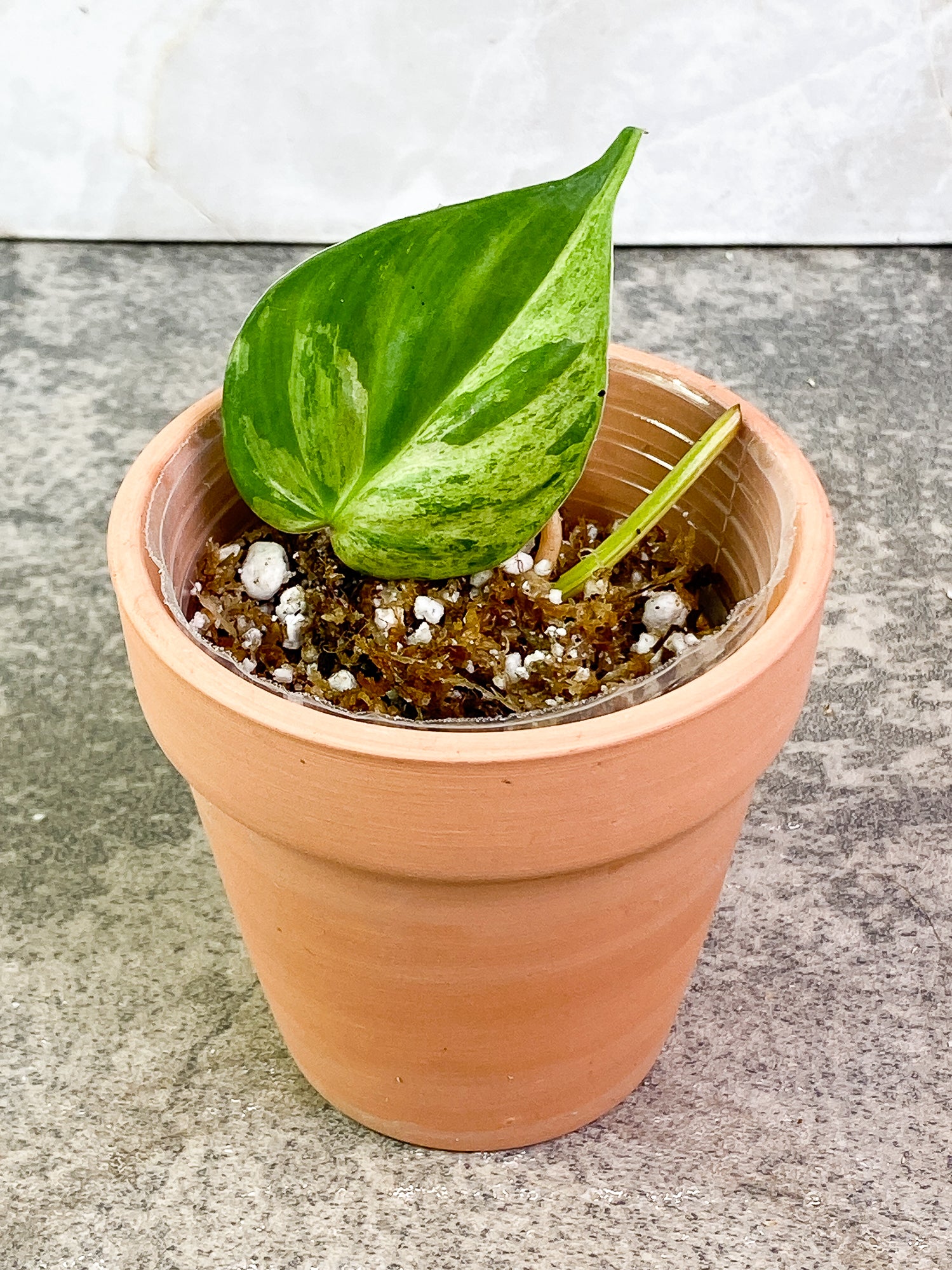 Philodendron Hederaceum variegated 1 leaf rooting