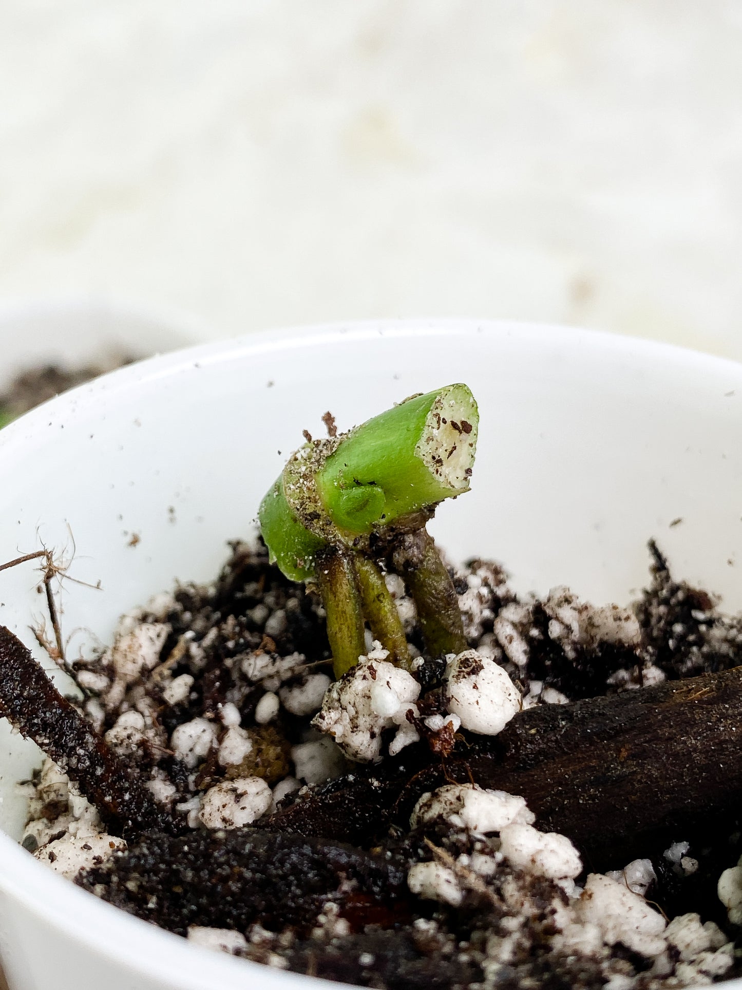 Grower Choice: Monstera Standleyana Aurea 1 sprout node