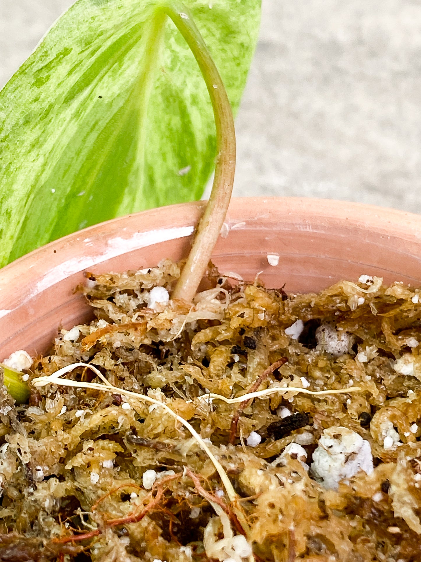 Philodendron Hederaceum variegated 1 leaf rooting