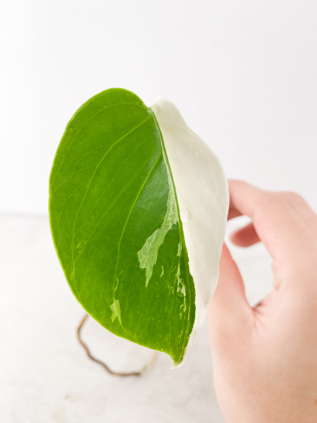 Monstera Mint Noid 1 leaf