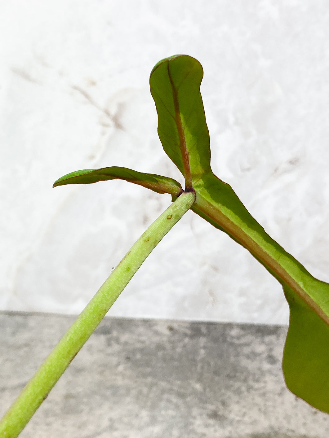 Philodendron Joepii 1 leaf slightly rooted