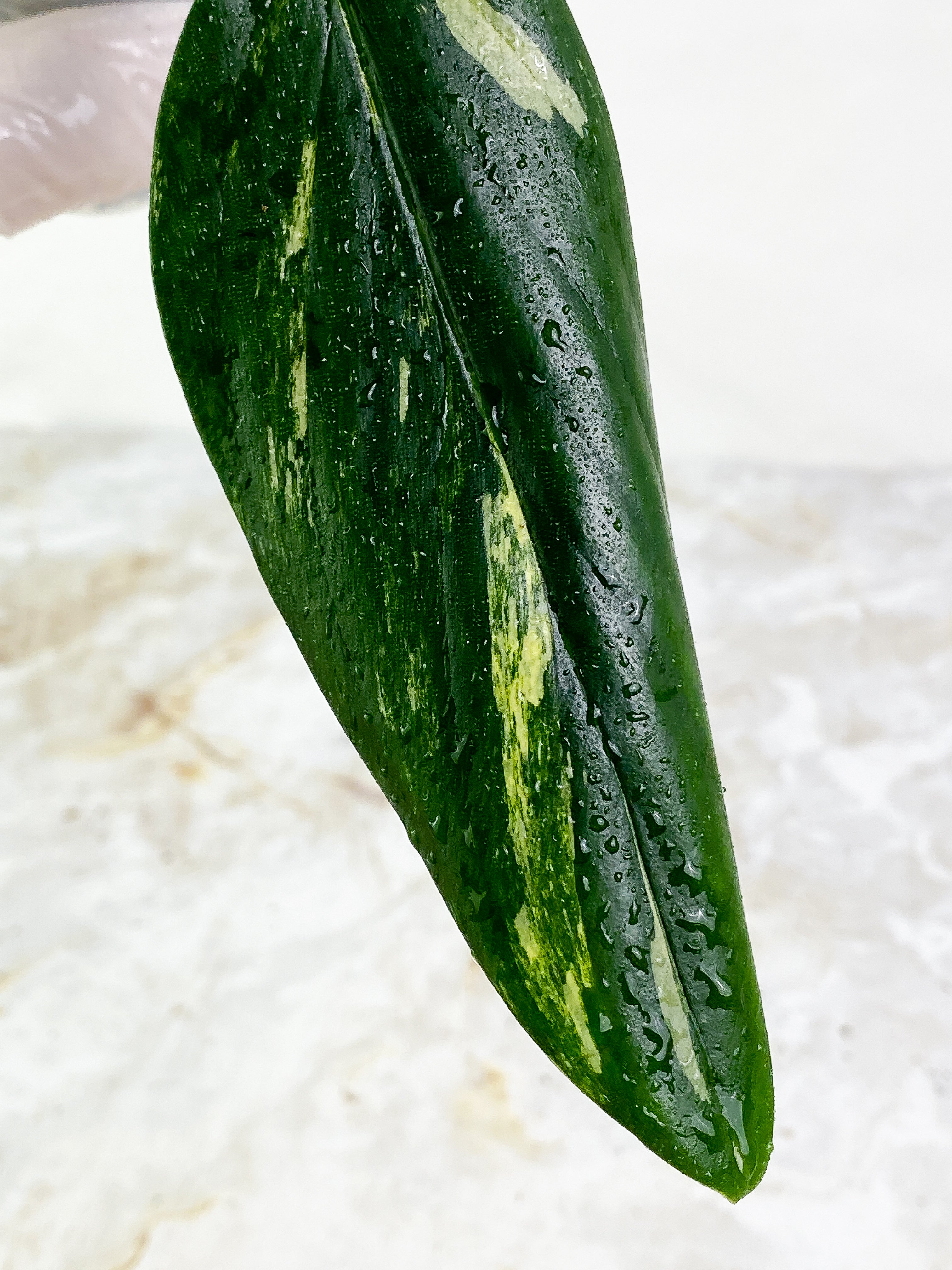 Monstera Standleyana Aurea 1 leaf & 1 sprout Slightly Rooted