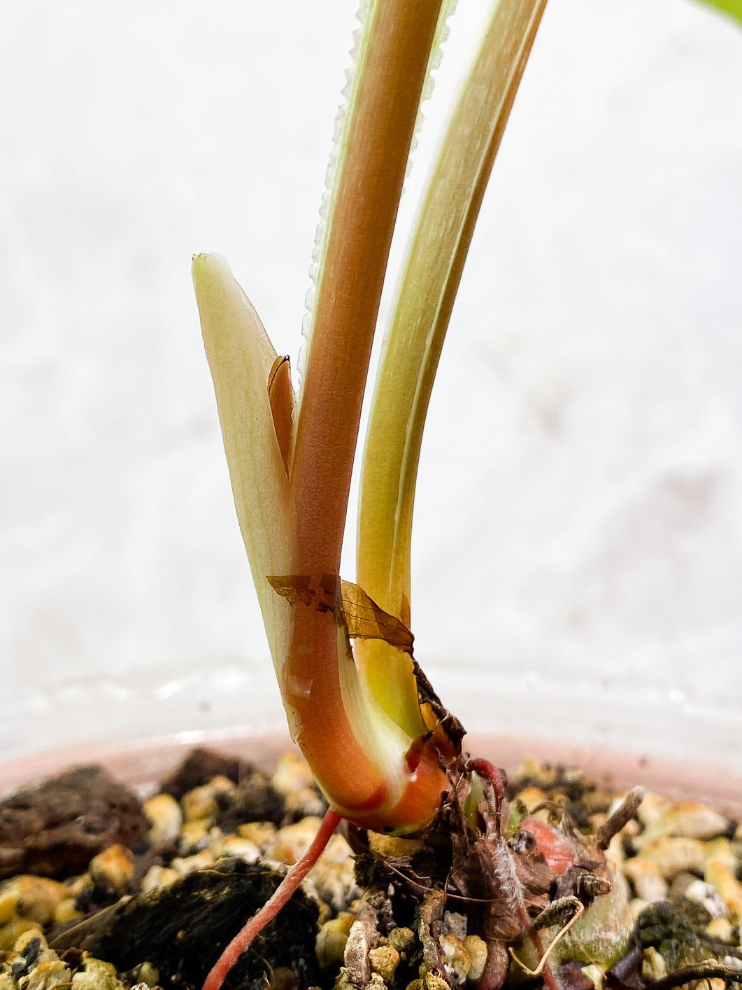Philodendron Plowmanii 2 leaves 1 sprout fully rooted