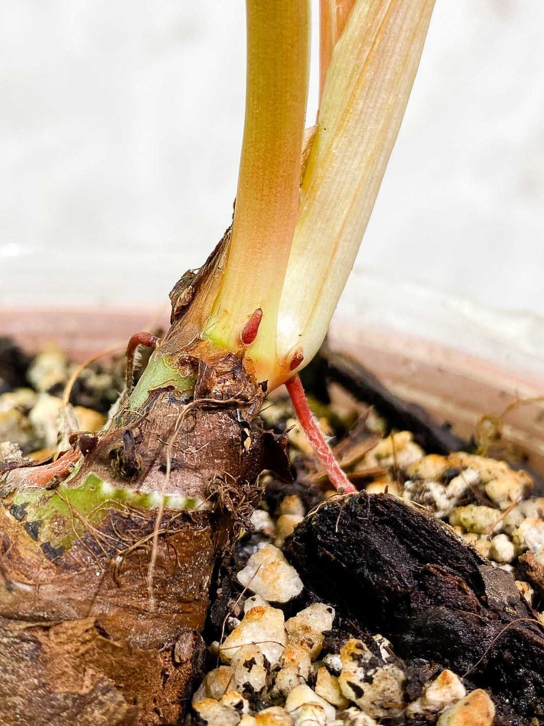Philodendron Plowmanii 2 leaves 1 sprout fully rooted