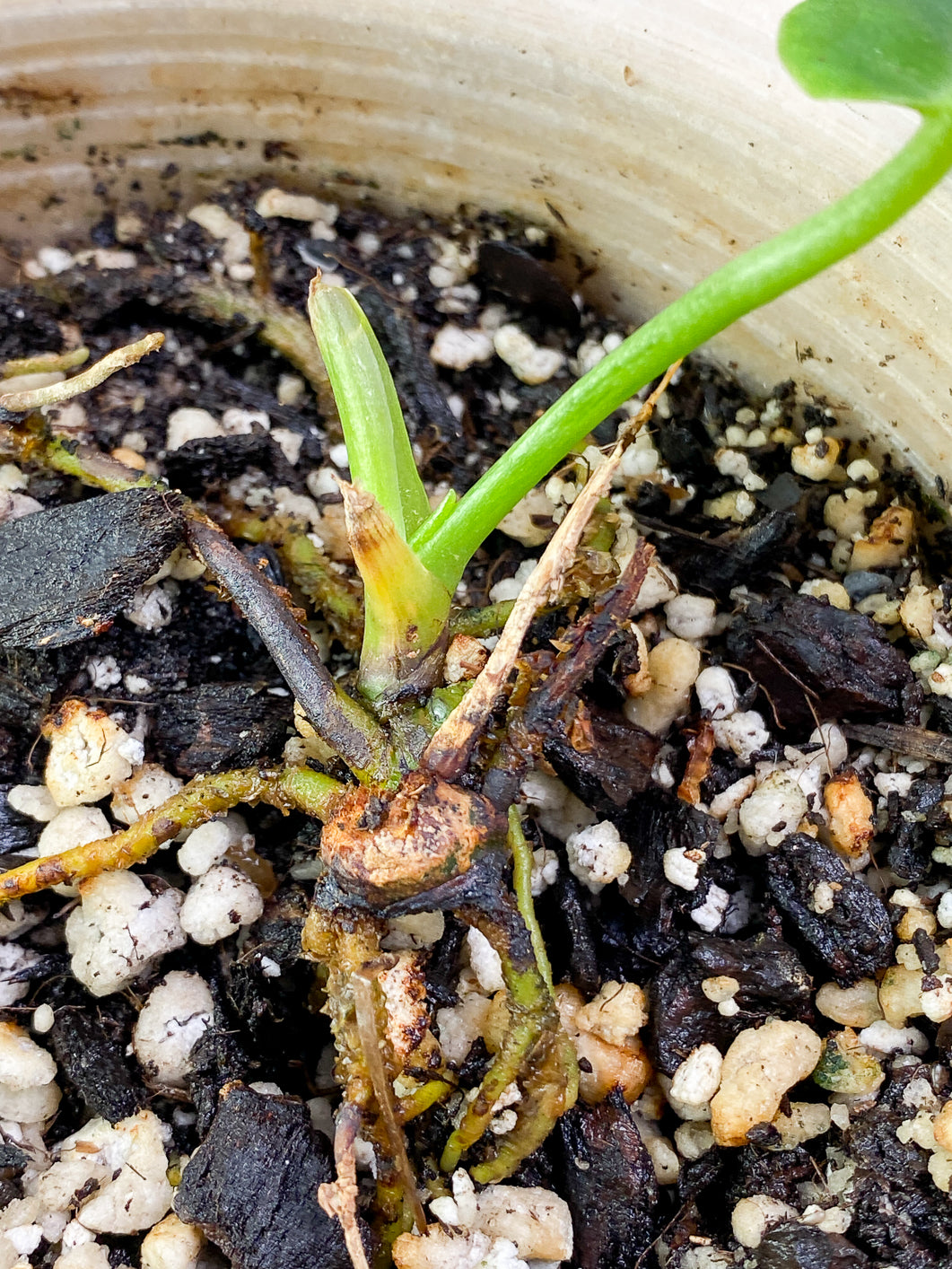 Anthurium Warocqueanum Dark Form Rooted 1 leaf