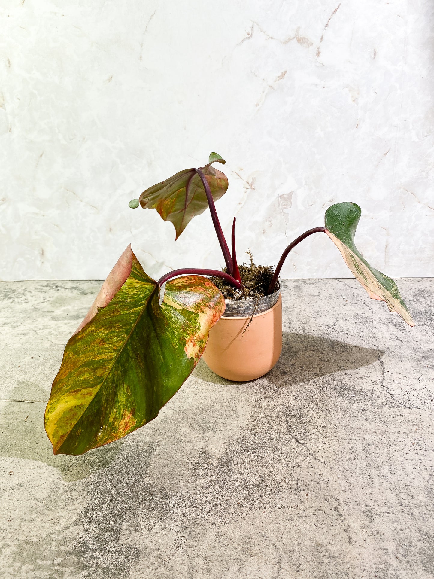 Philodendron Strawberry Shake 3 leaves 1 sprout Top Cutting Slightly Rooted