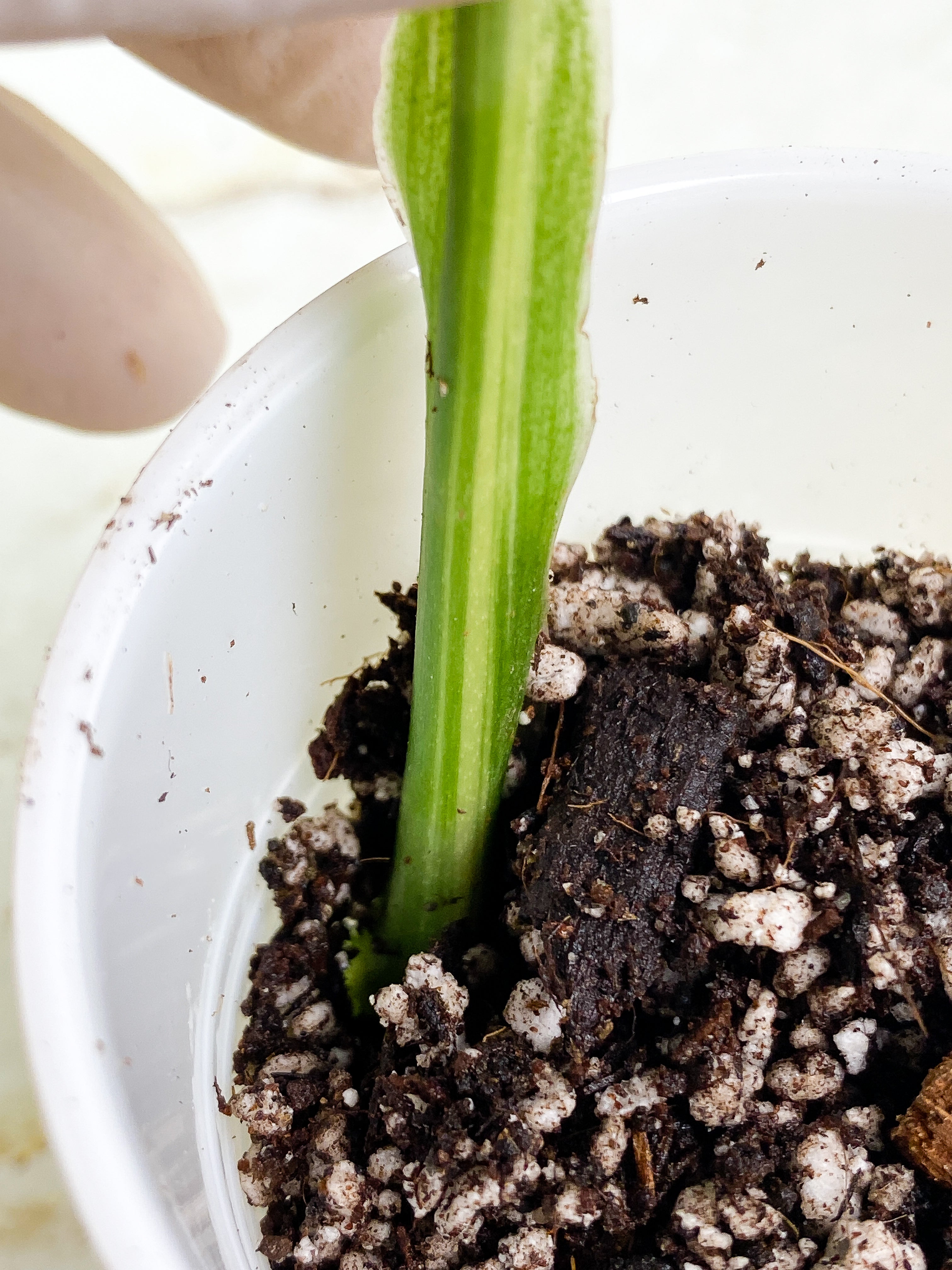 Monstera Standleyana Aurea 1 leaf Slightly Rooted