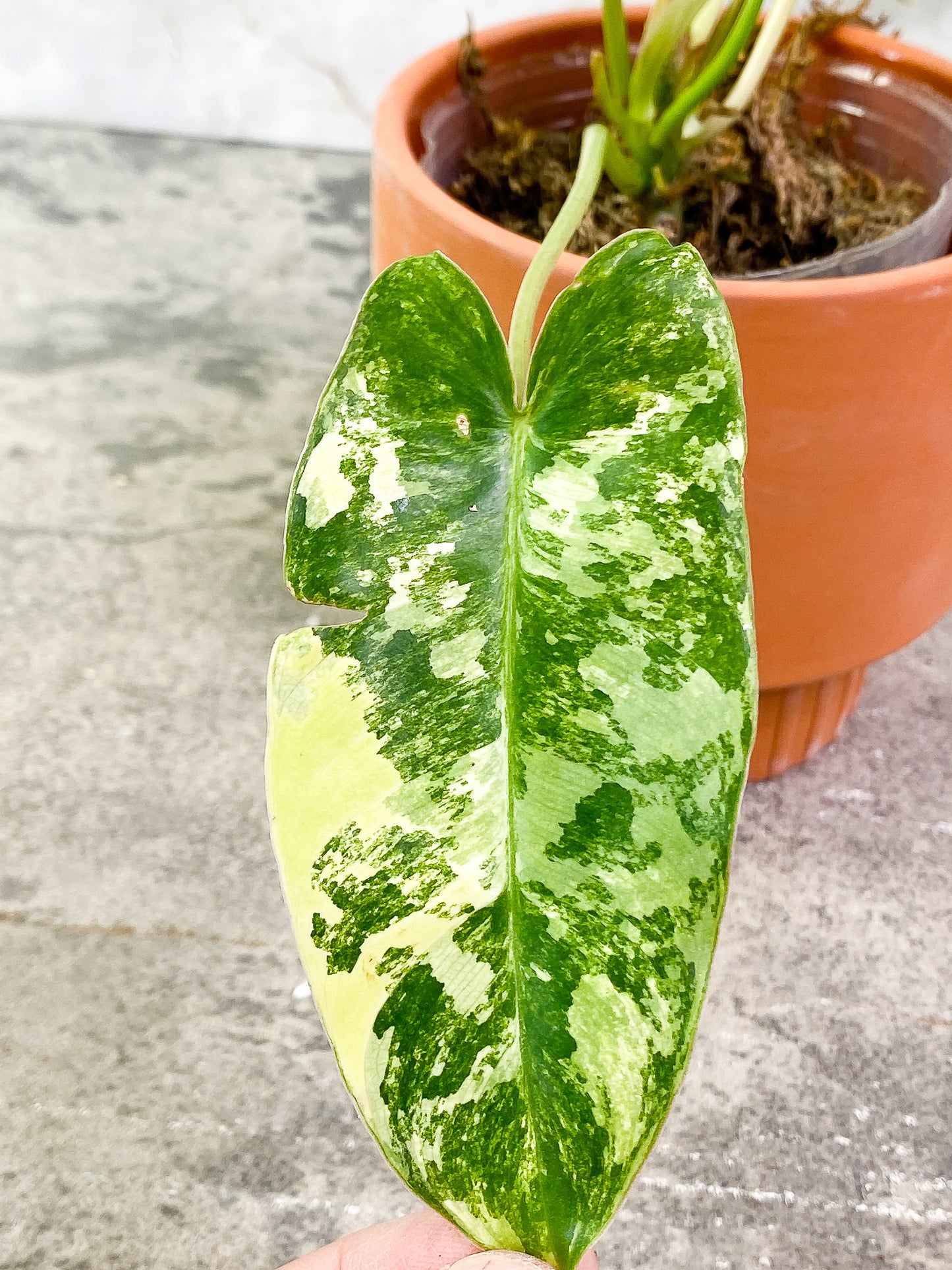 Philodendron Burle marx Variegated 7 leaves fully rooted