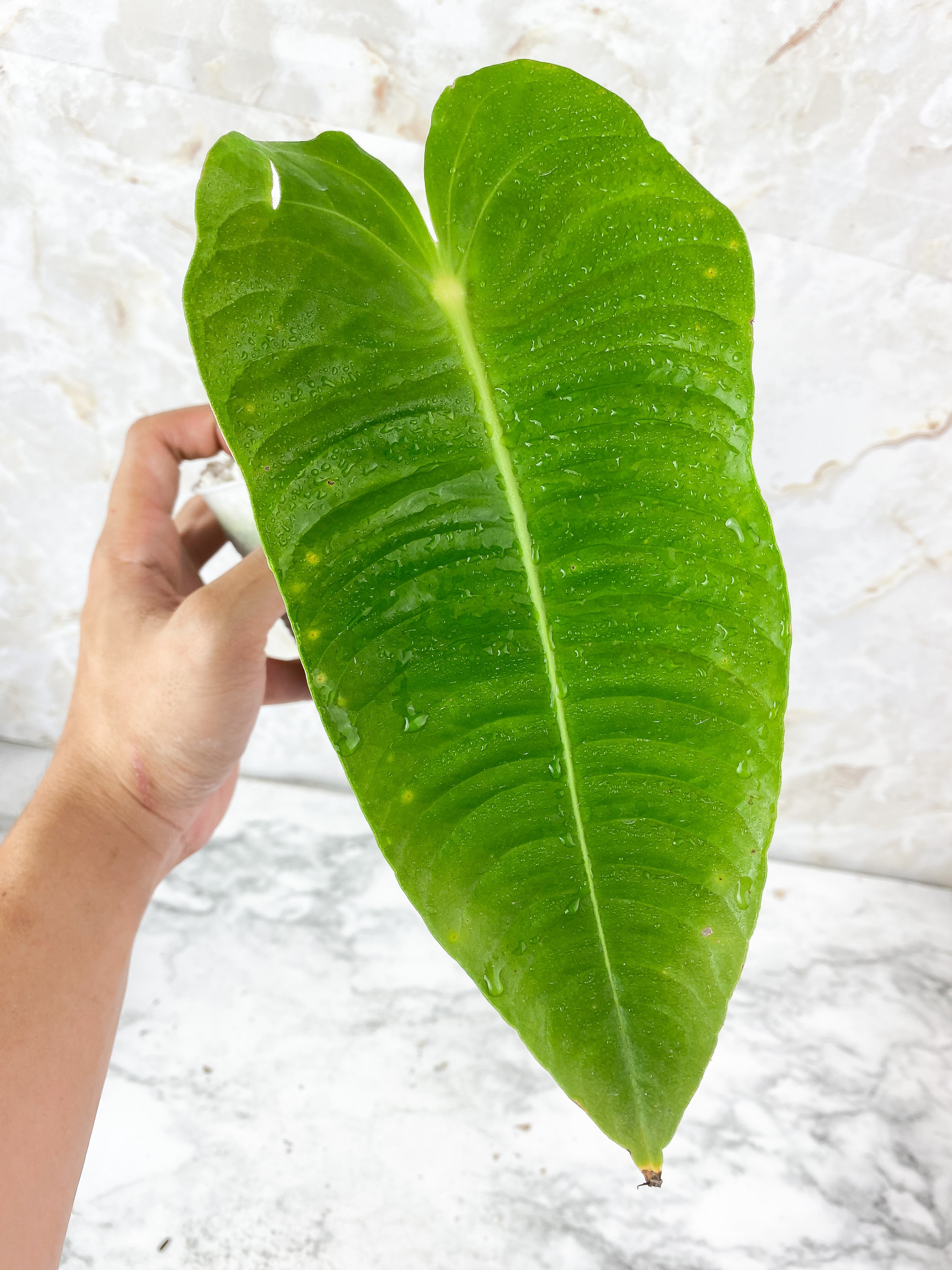 DO NOT BUY: Anthurium Veitchii King