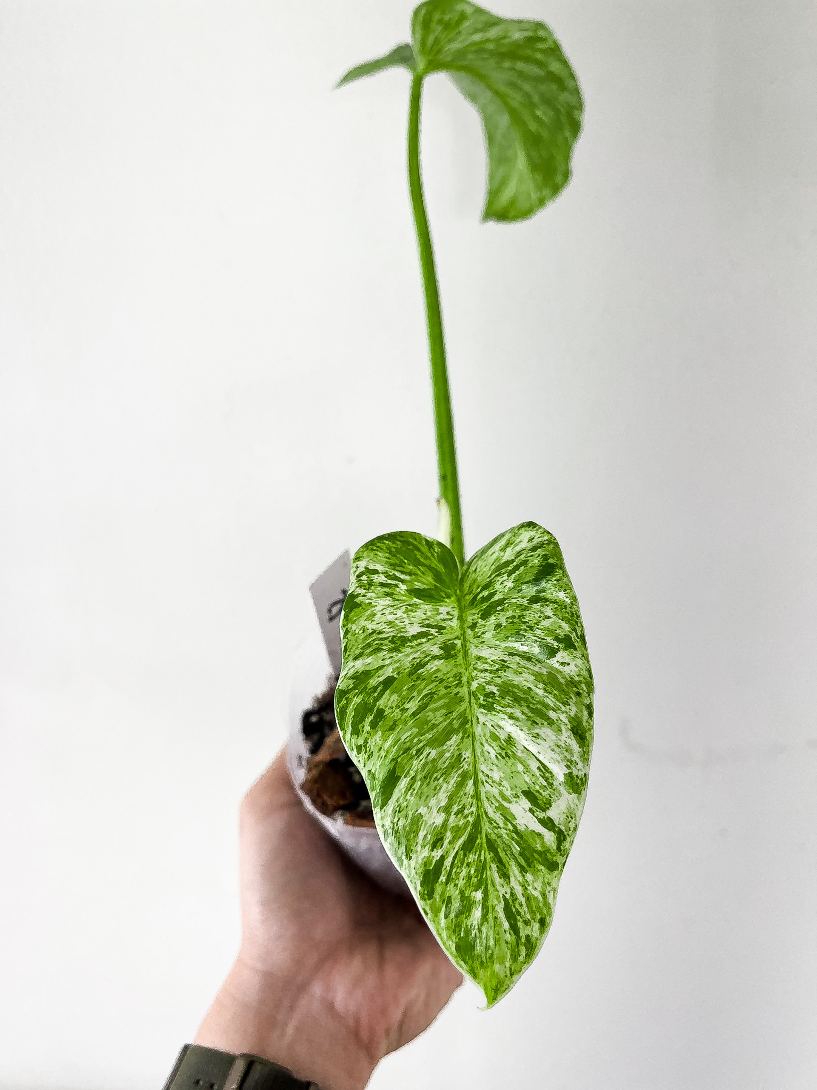 Philodendron Giganteum Blizzard slightly rooted 2 leaves and 1 active new growth