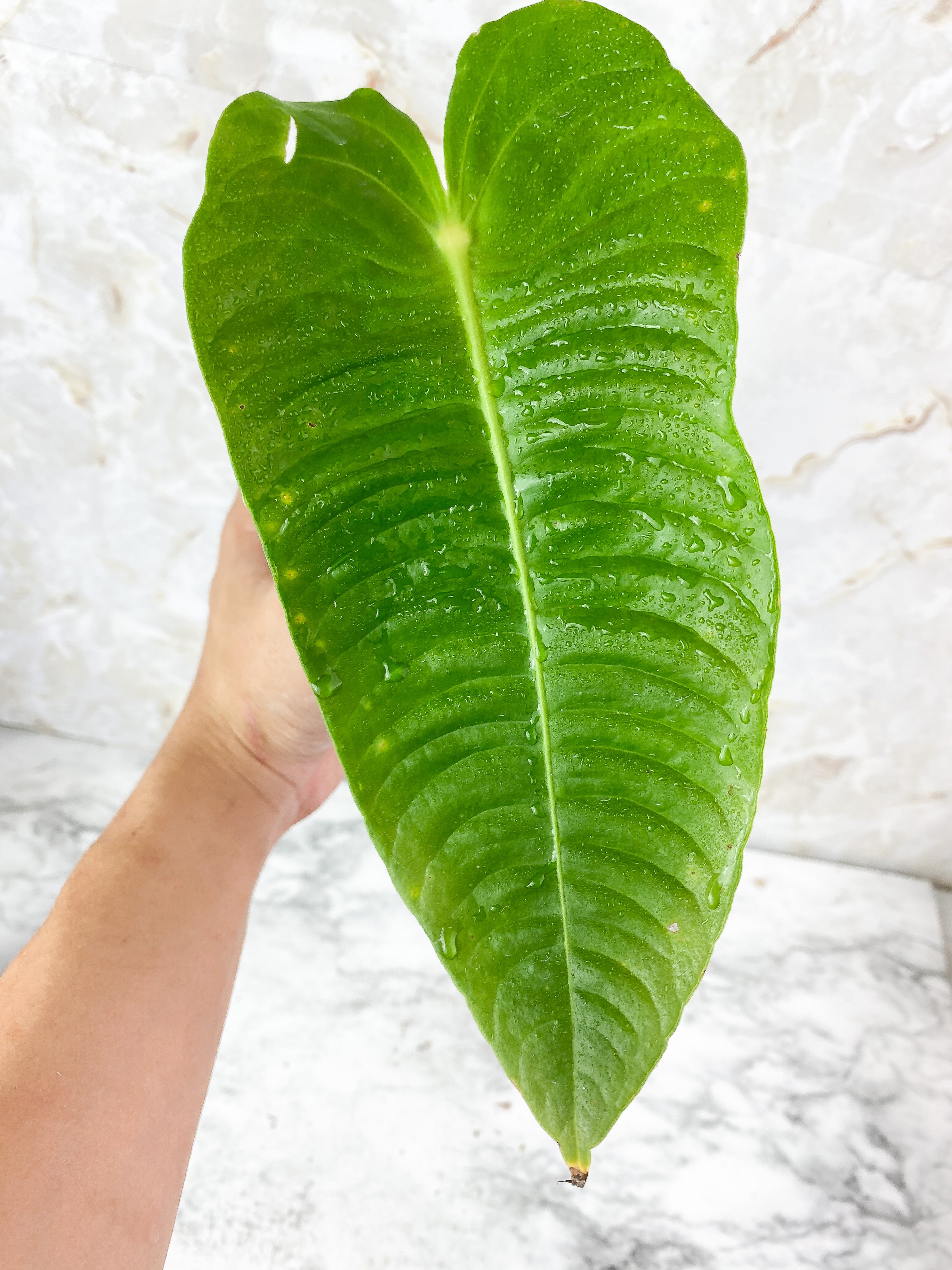 DO NOT BUY: Anthurium Veitchii King