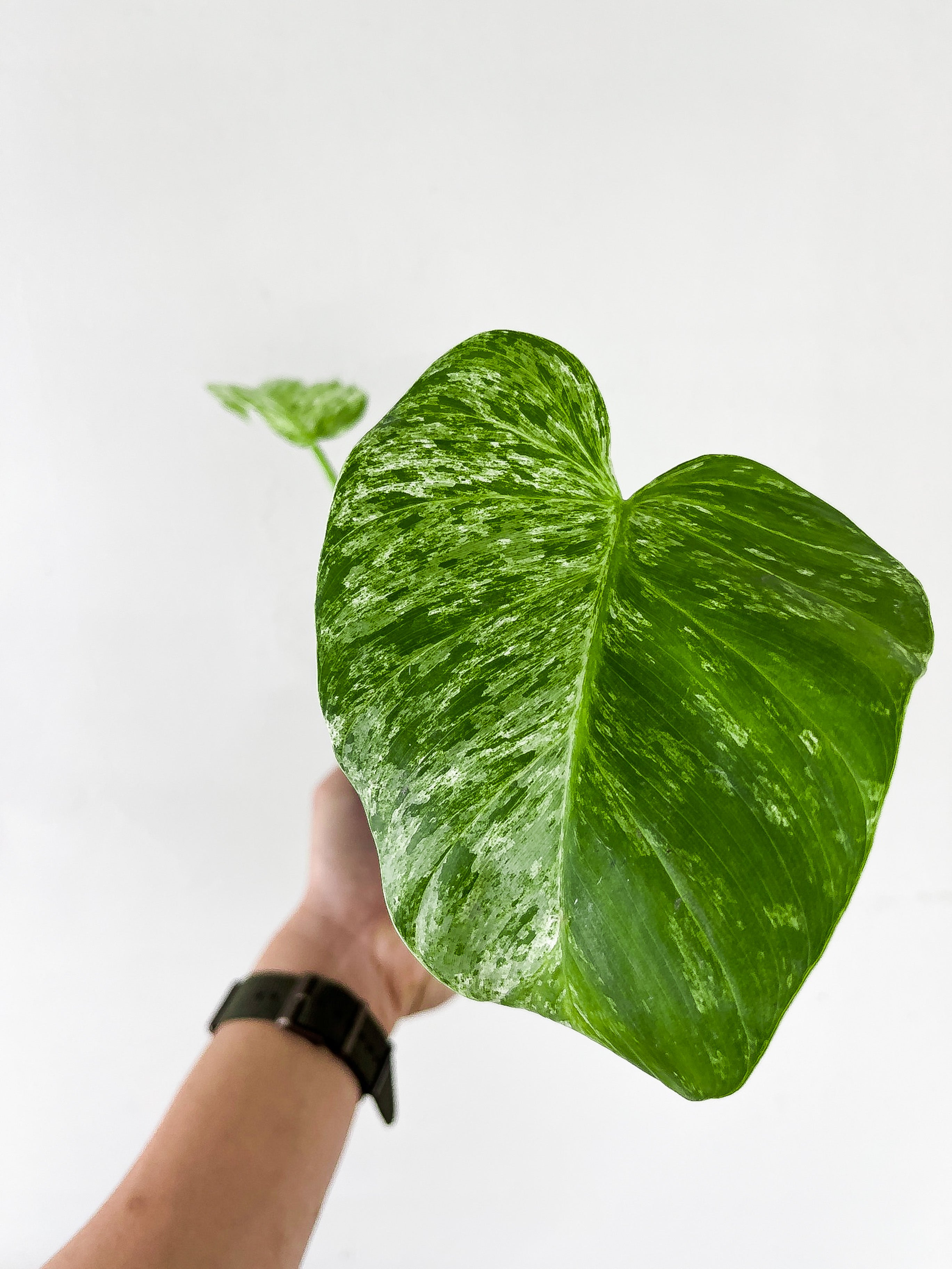 Philodendron Giganteum Blizzard slightly rooted 2 leaves and 1 active new growth