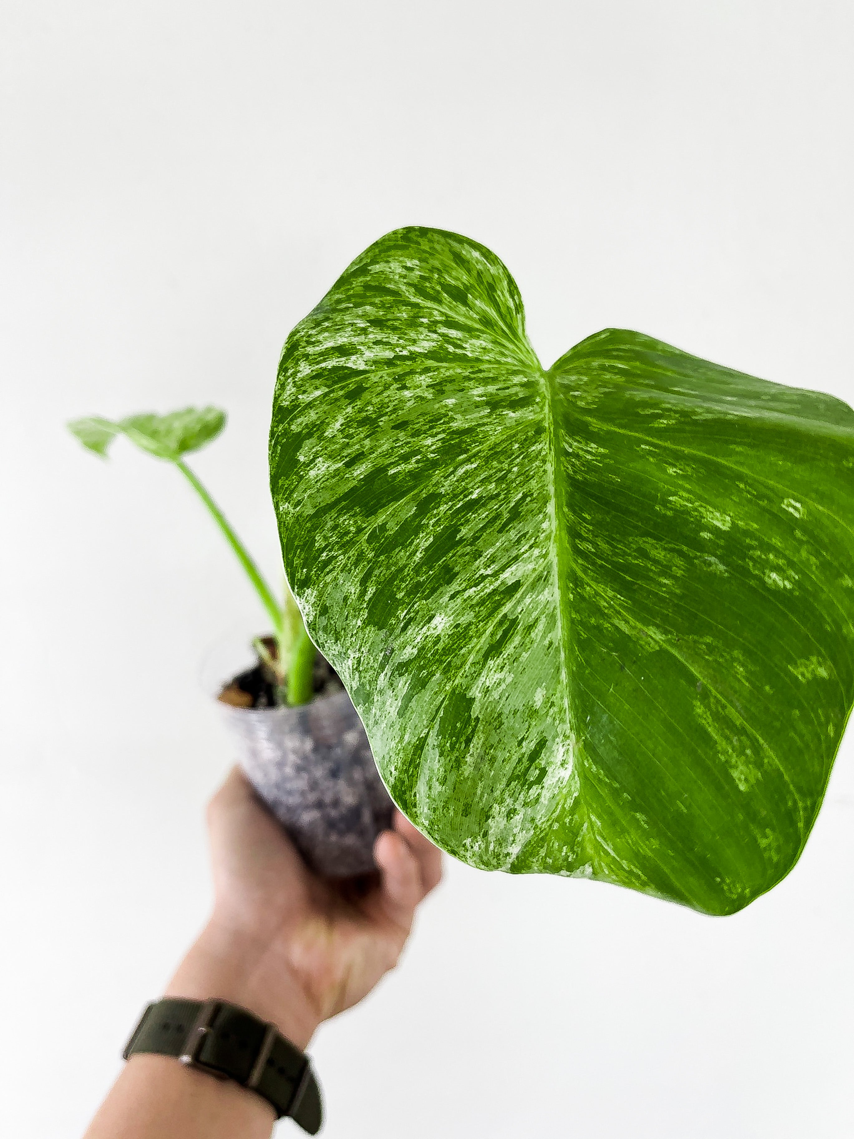 Philodendron Giganteum Blizzard slightly rooted 2 leaves and 1 active new growth