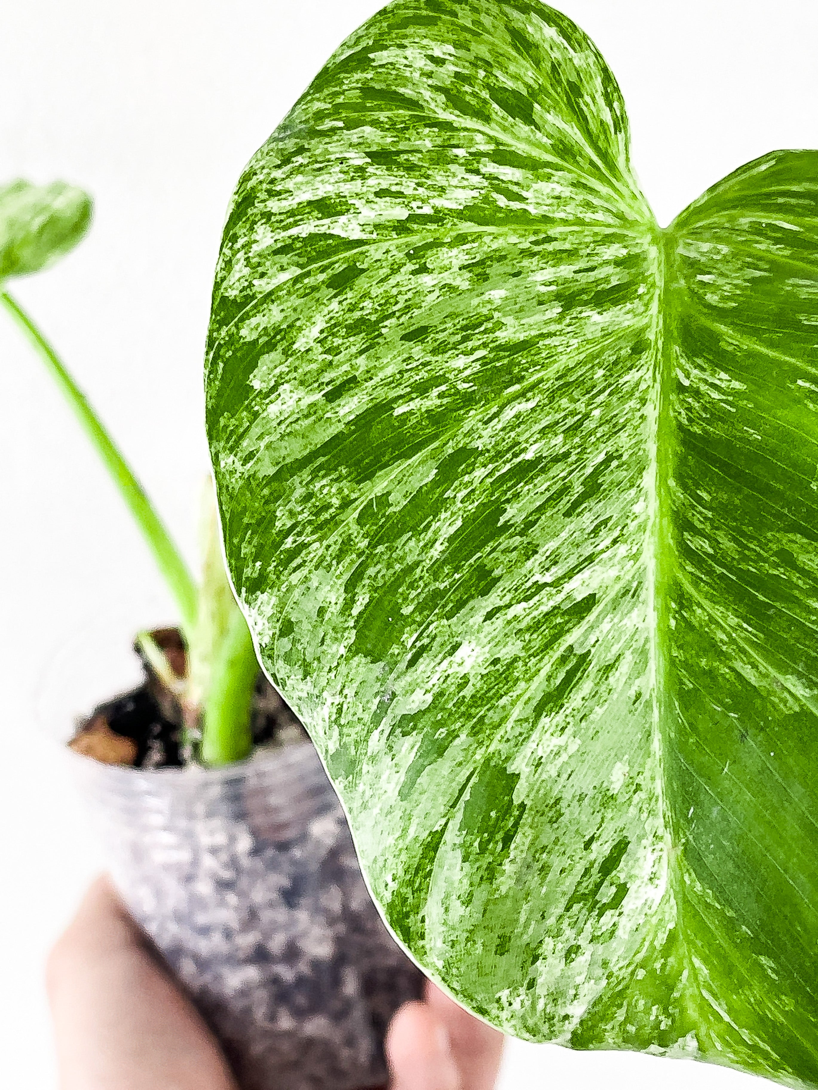 Philodendron Giganteum Blizzard slightly rooted 2 leaves and 1 active new growth