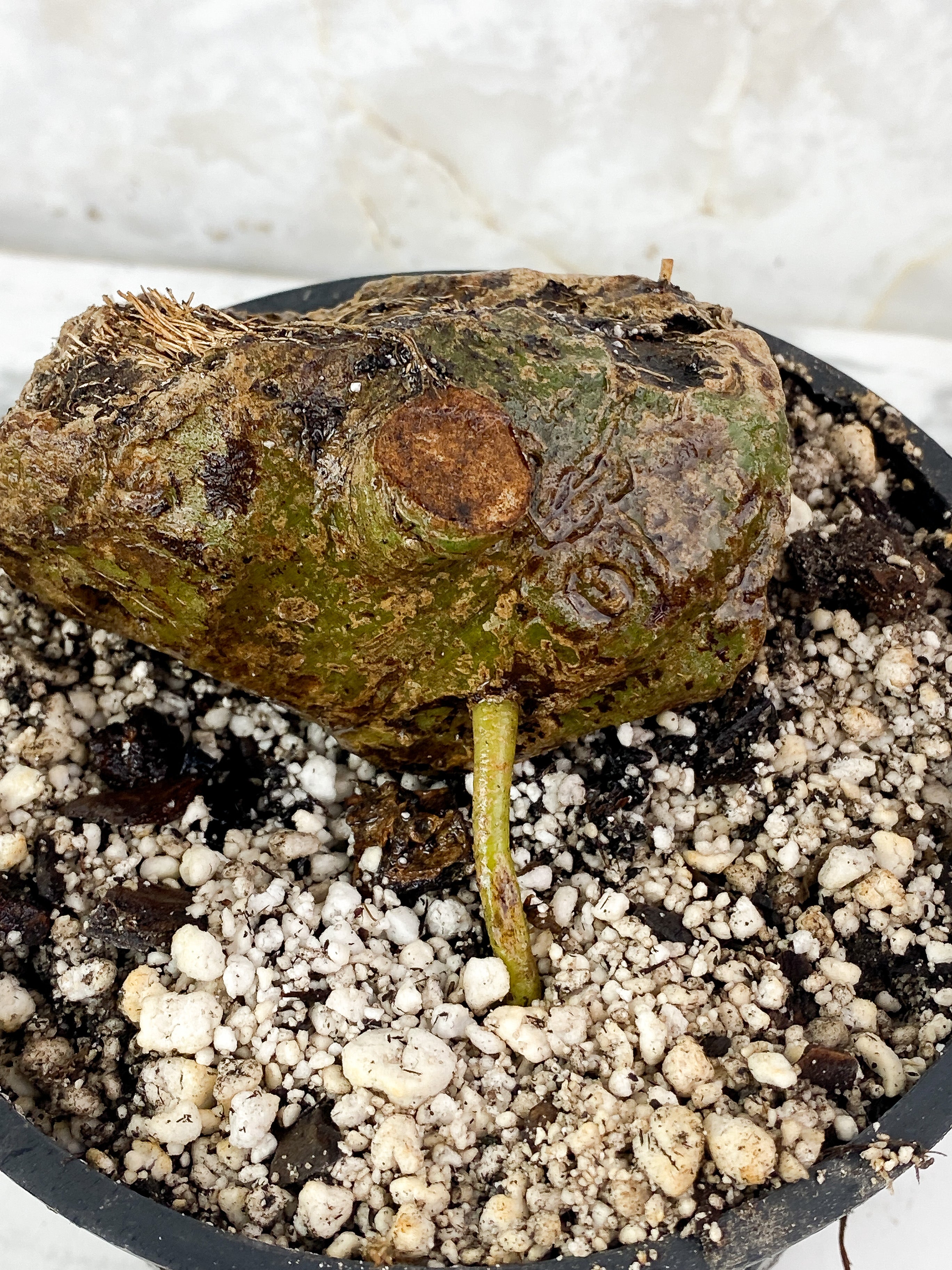 DO NOT BUY: Anthurium Regale Rooted