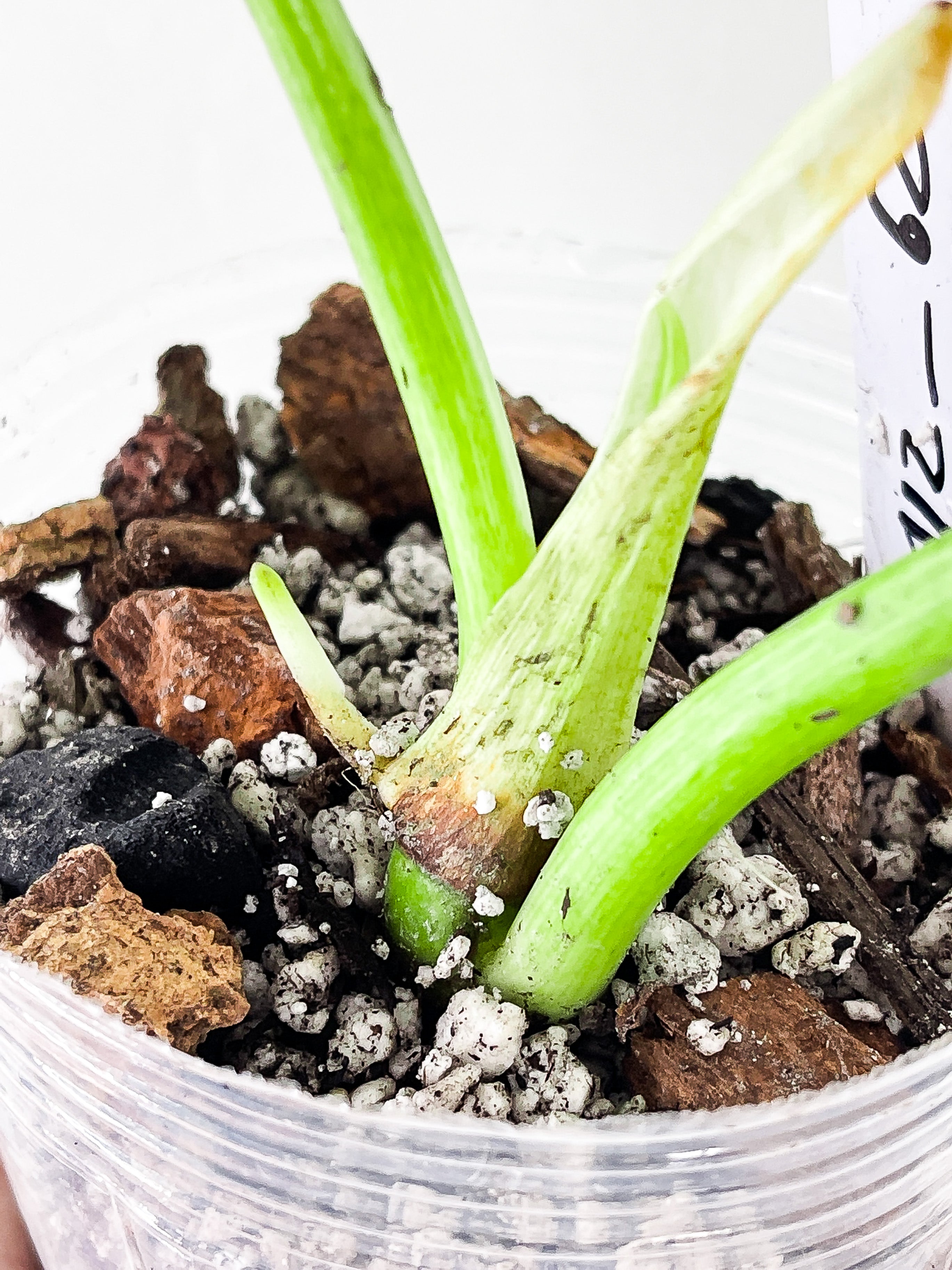 Philodendron Giganteum Blizzard slightly rooted 2 leaves and 1 active new growth