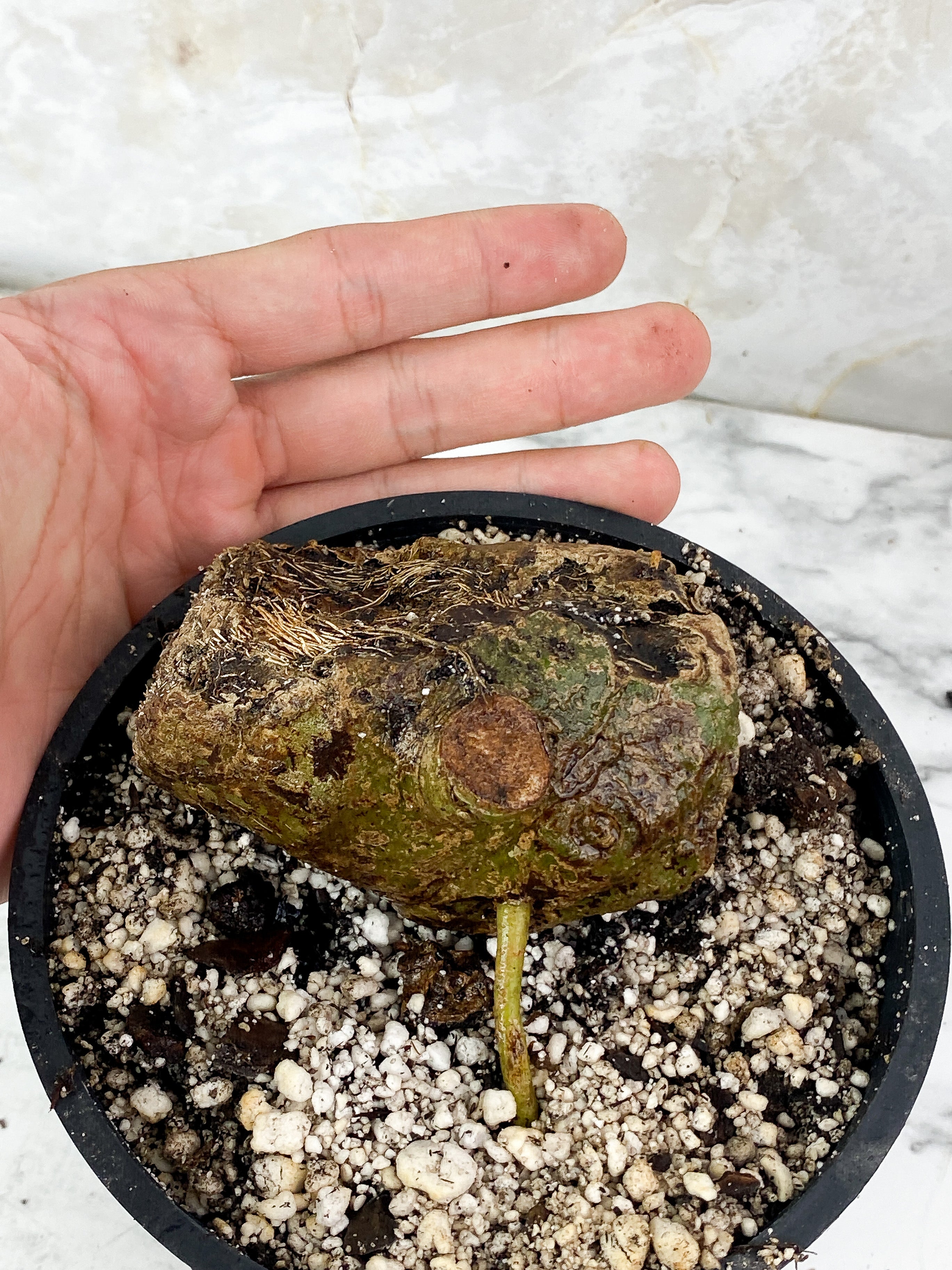 DO NOT BUY: Anthurium Regale Rooted