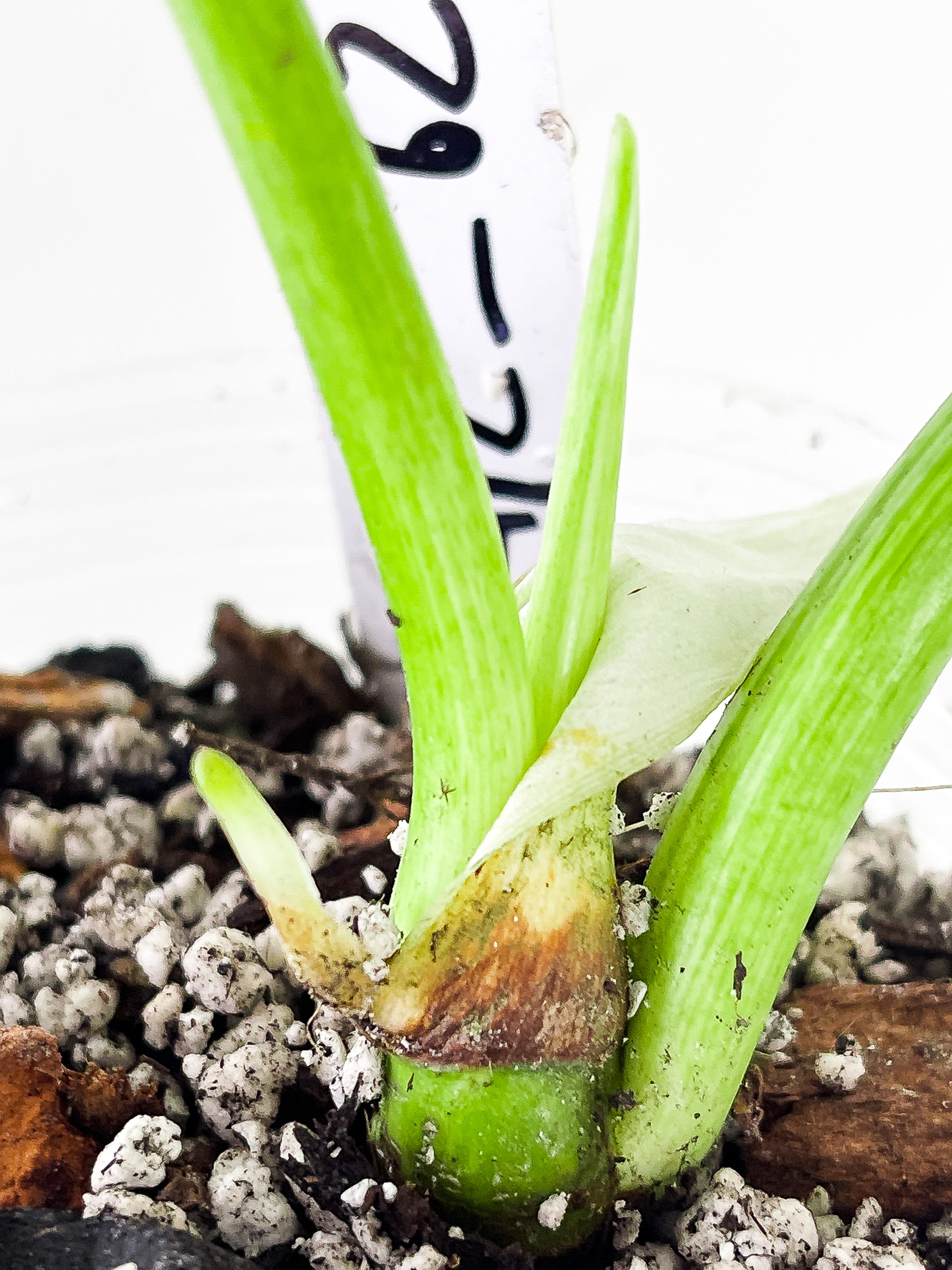 Philodendron Giganteum Blizzard slightly rooted 2 leaves and 1 active new growth