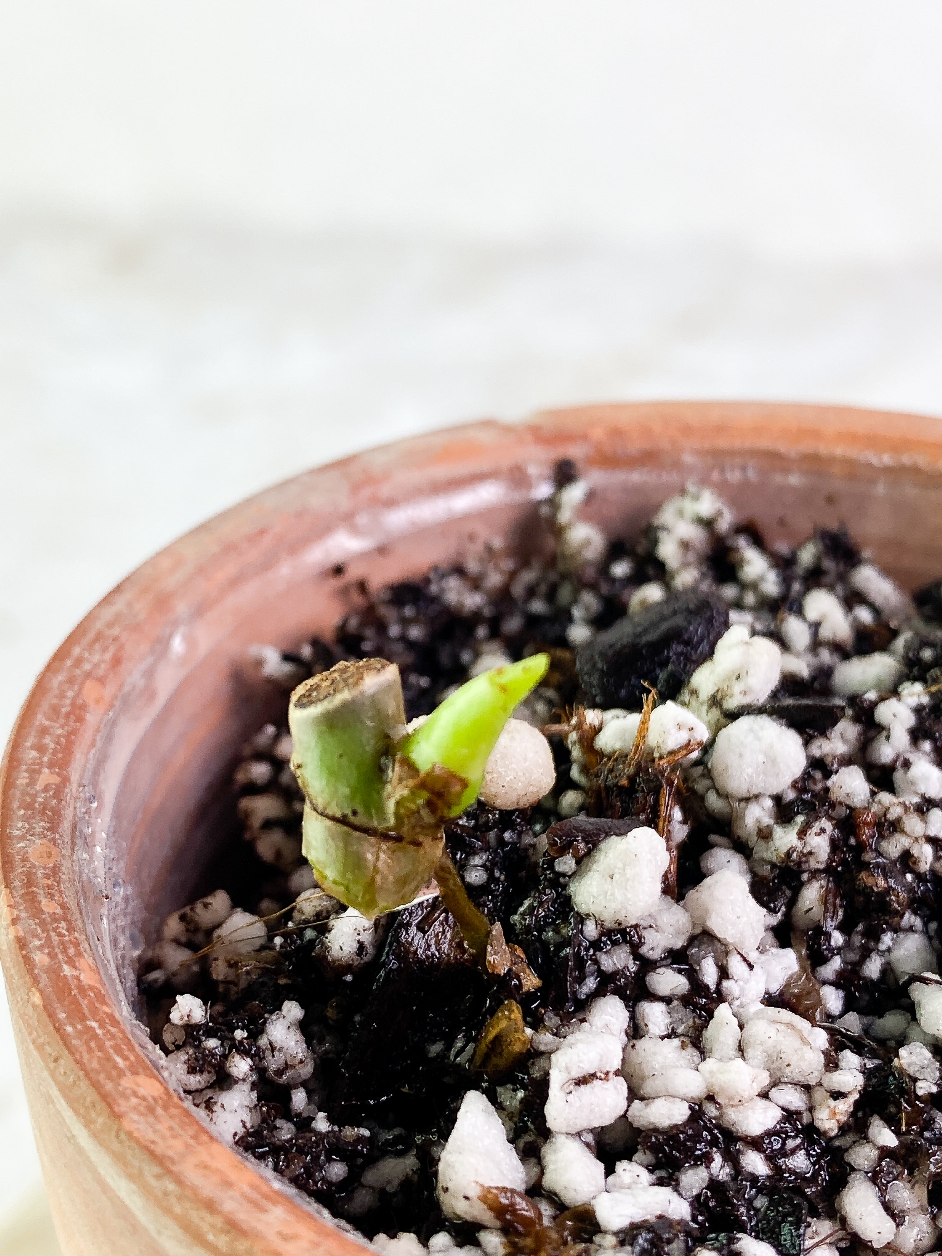 Philodendron Bifennifolium variegated Rooted sprout