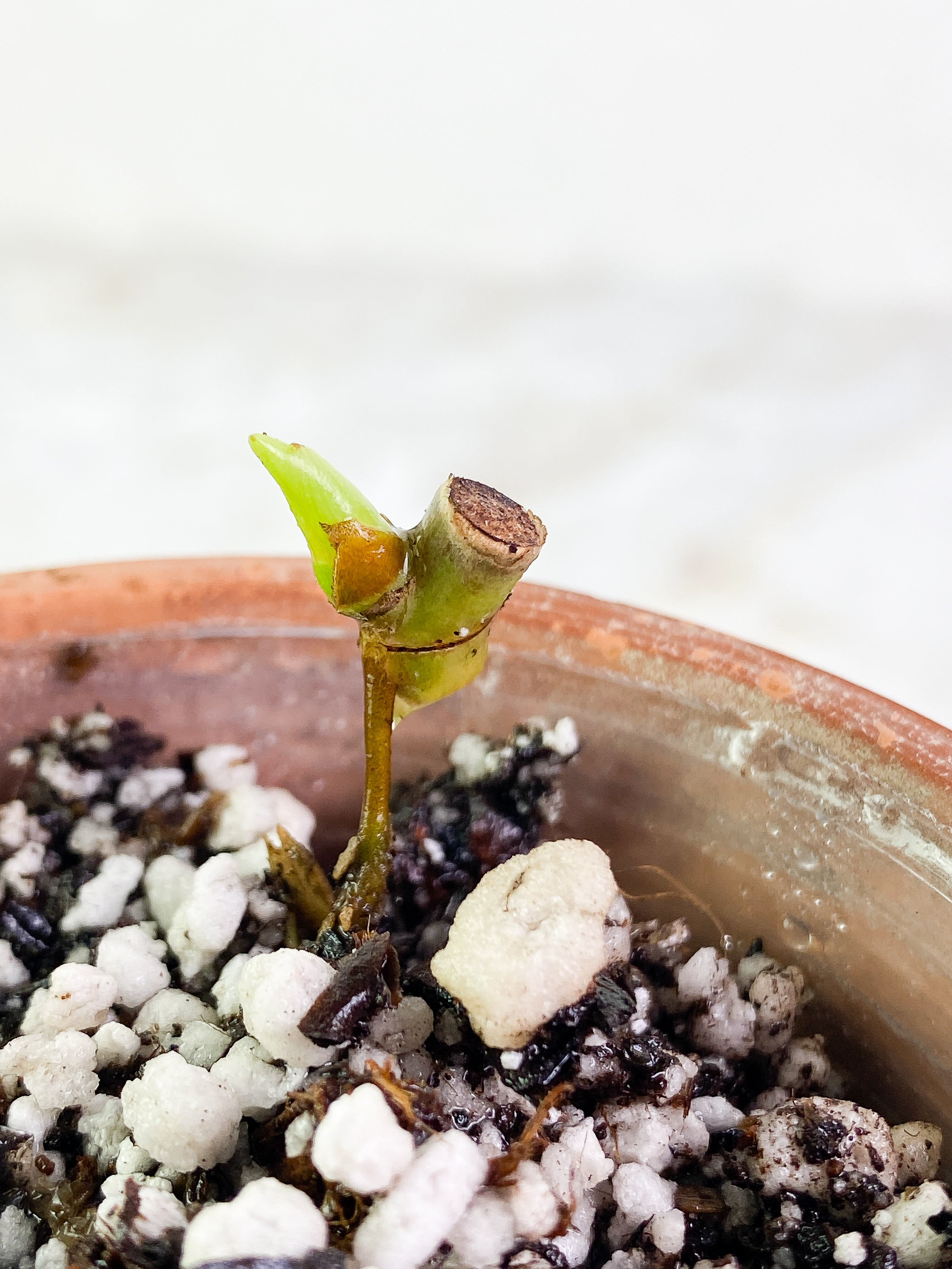 Philodendron Bifennifolium variegated Rooted sprout