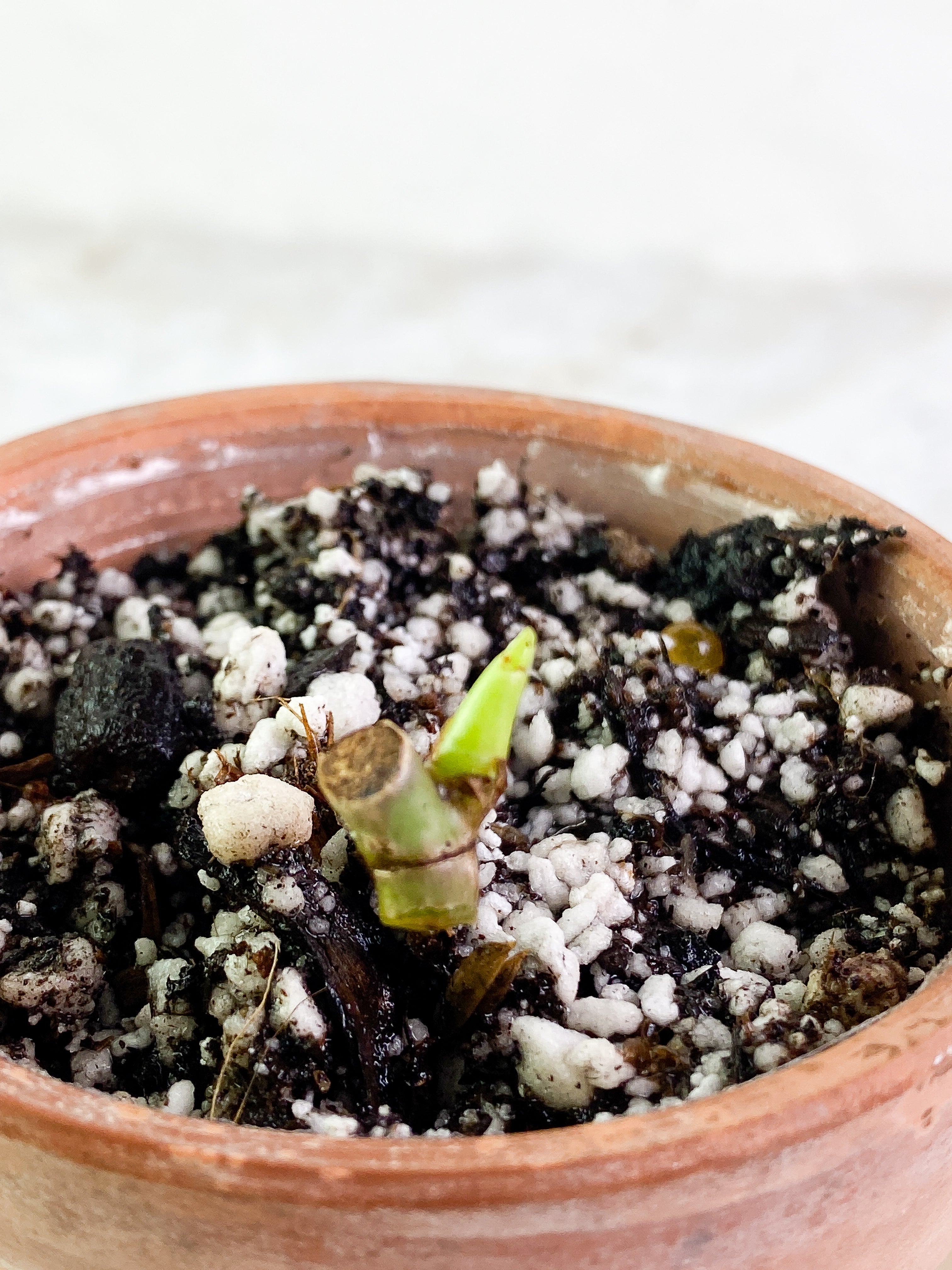 Philodendron Bifennifolium variegated Rooted sprout