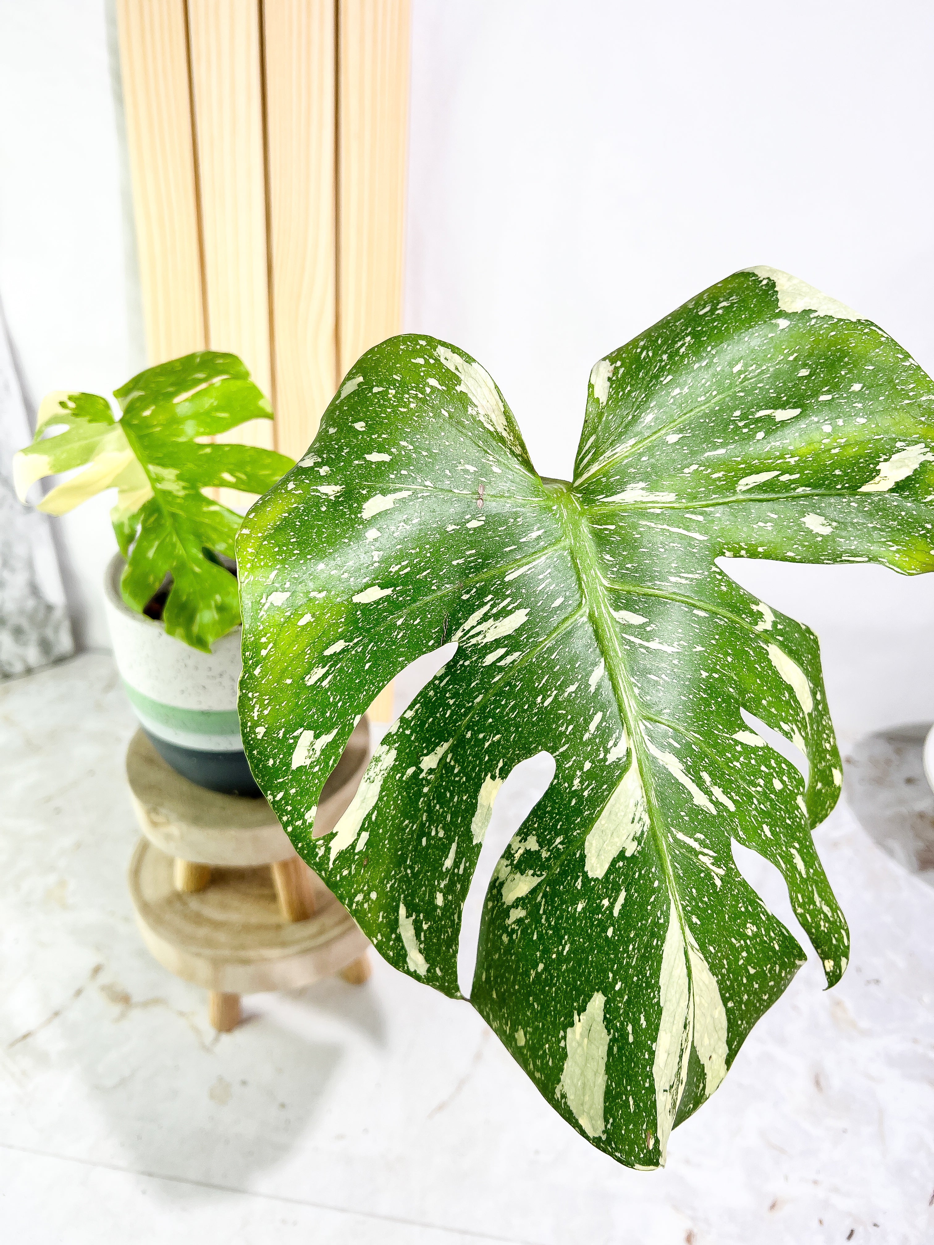 Monstera Thai Constellation  Slightly Rooted 2 leaves Highly Variegated