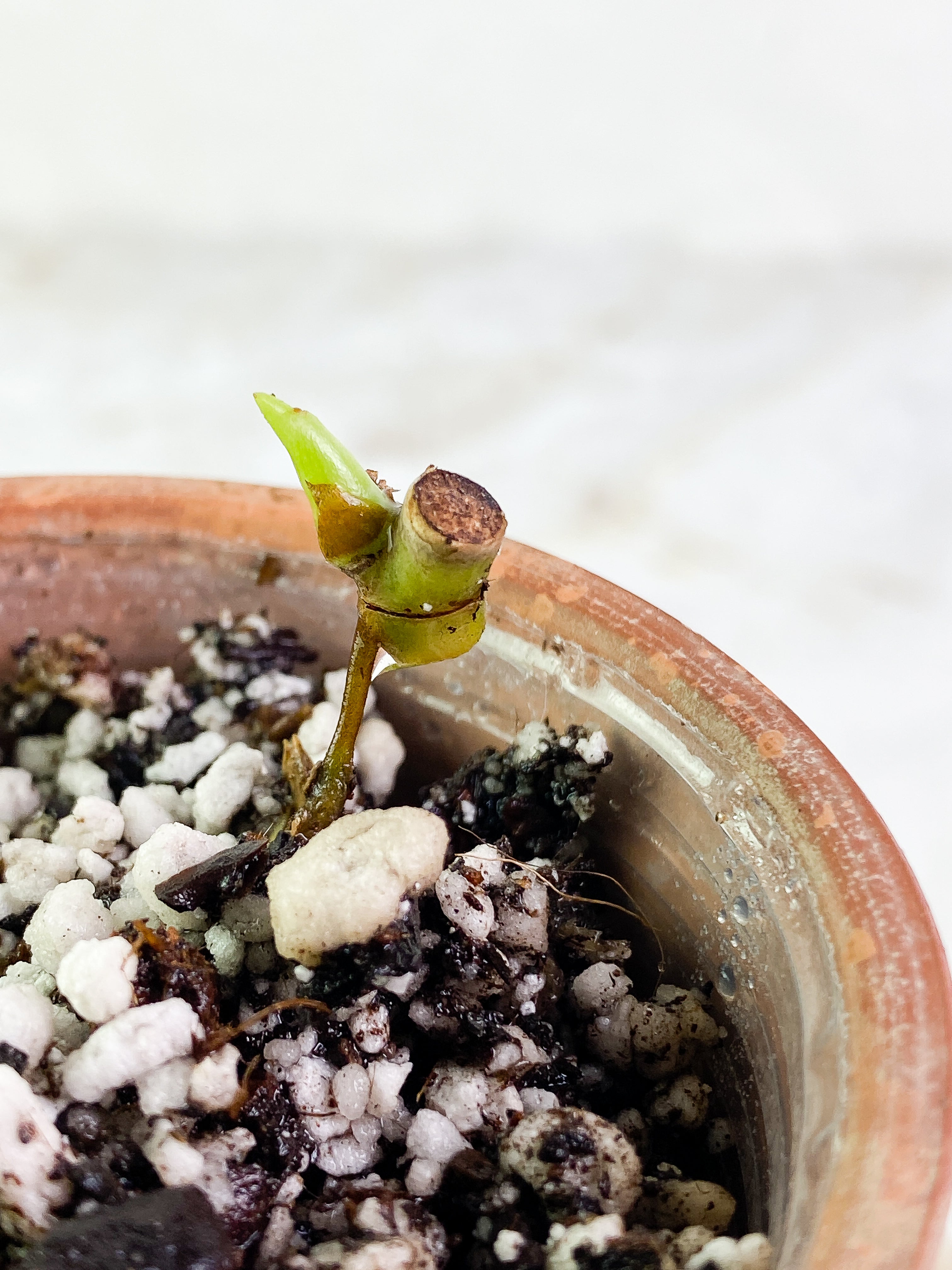 Philodendron Bifennifolium variegated Rooted sprout