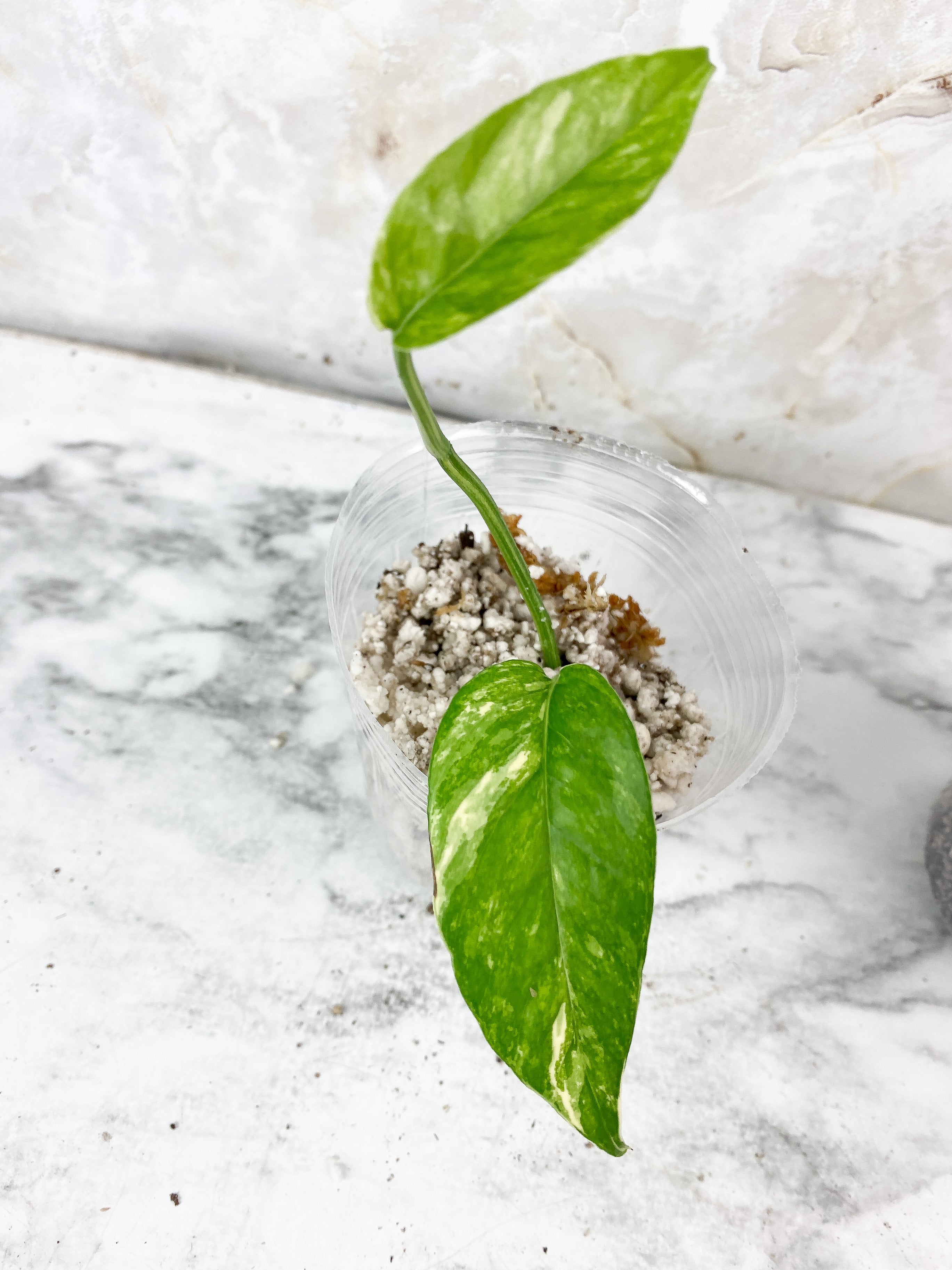 Epipremnnum Pinnatum Variegated