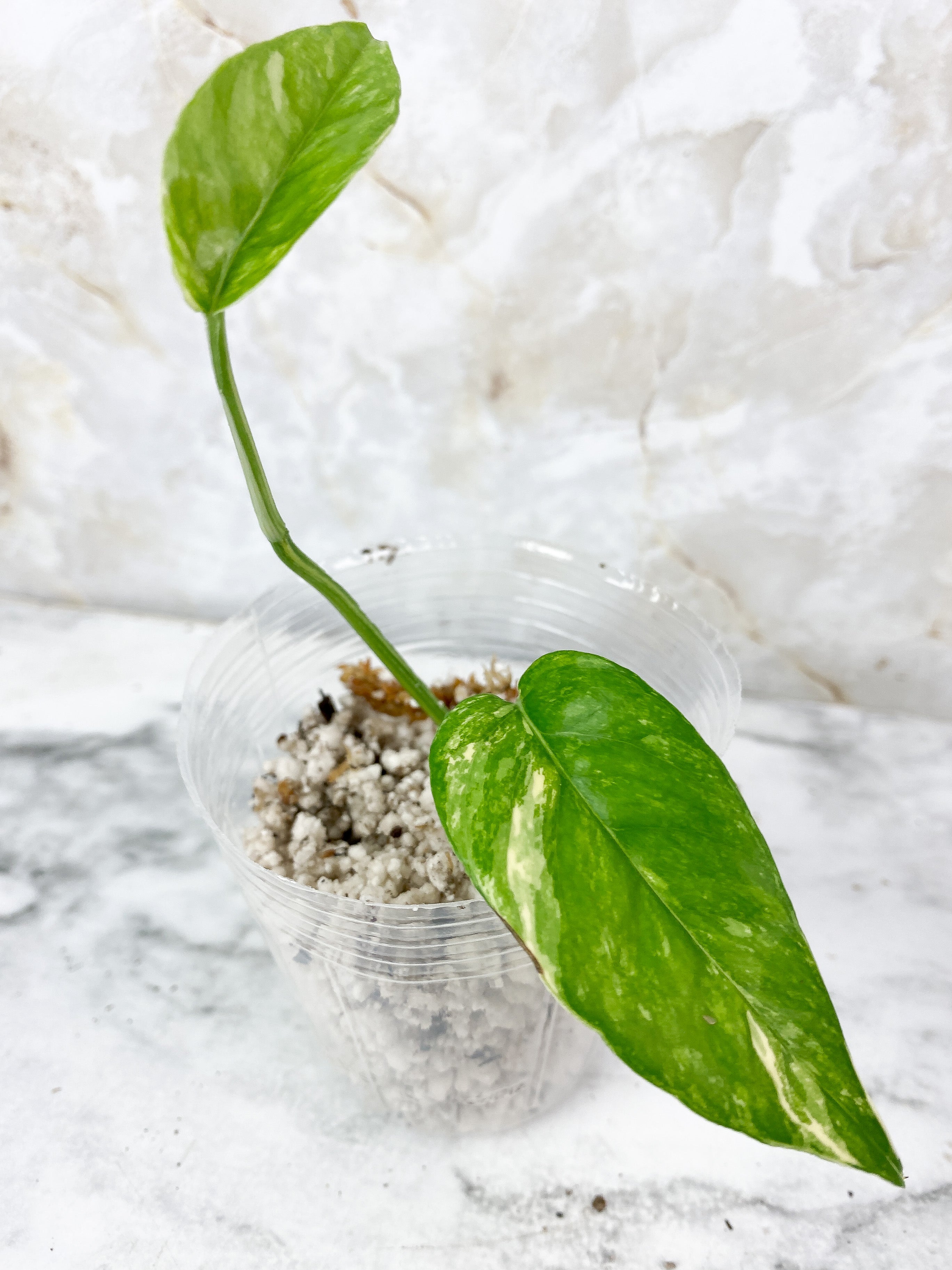 Epipremnnum Pinnatum Variegated