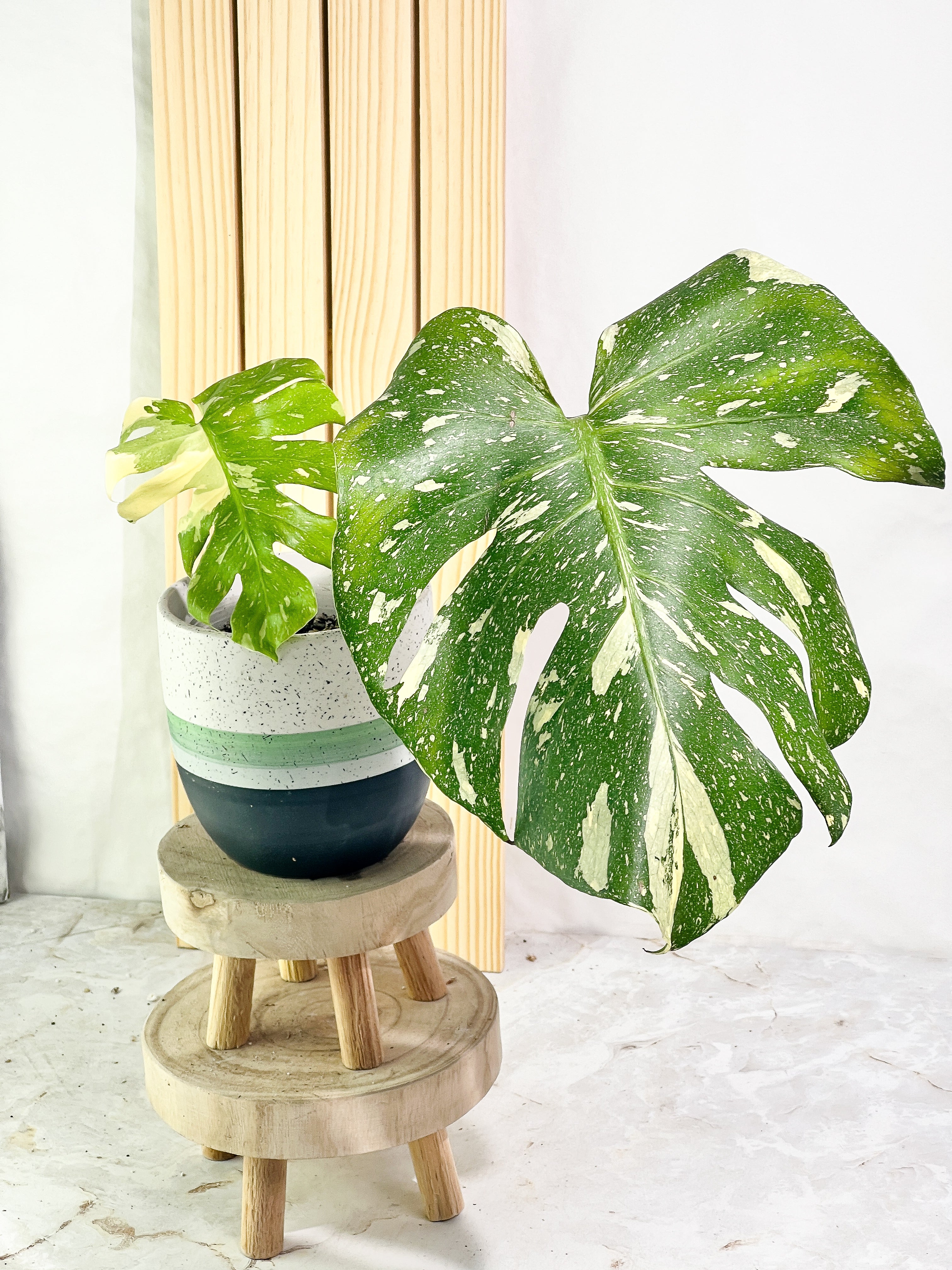 Monstera Thai Constellation  Slightly Rooted 2 leaves Highly Variegated