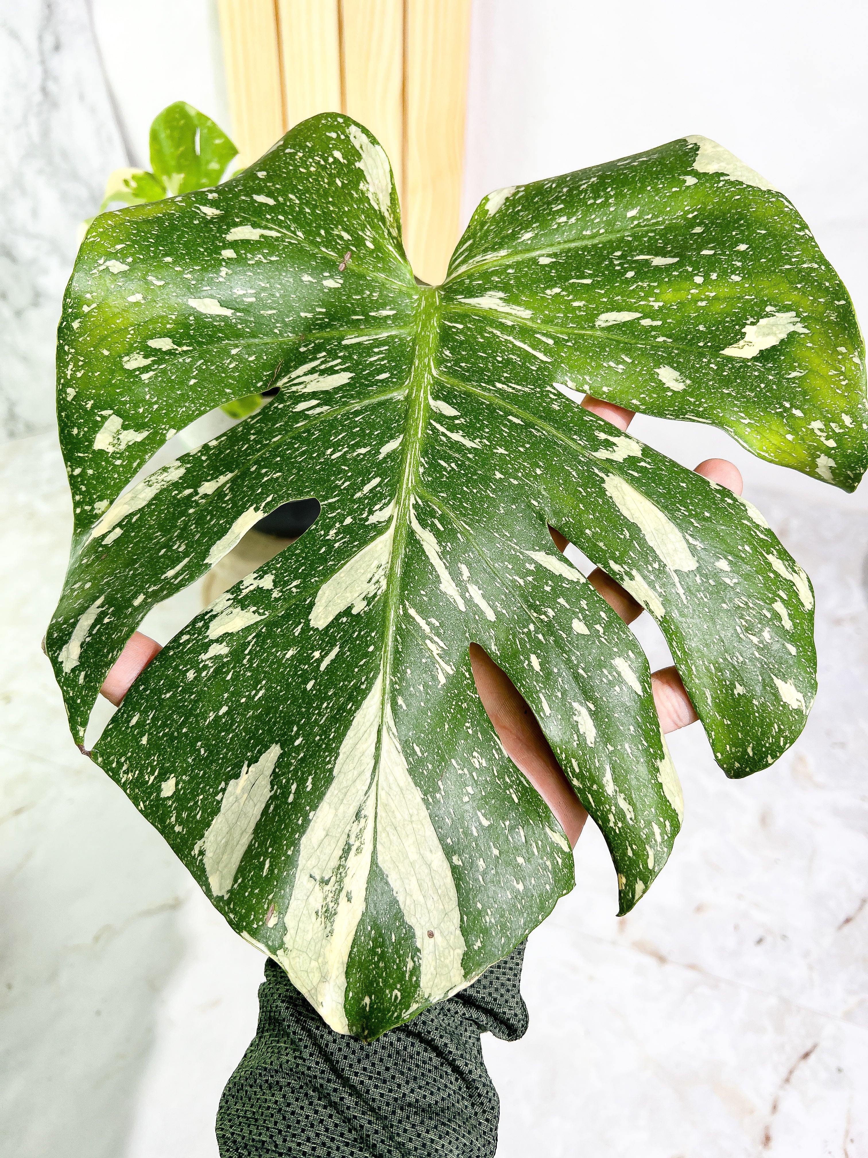 Monstera Thai Constellation  Slightly Rooted 2 leaves Highly Variegated