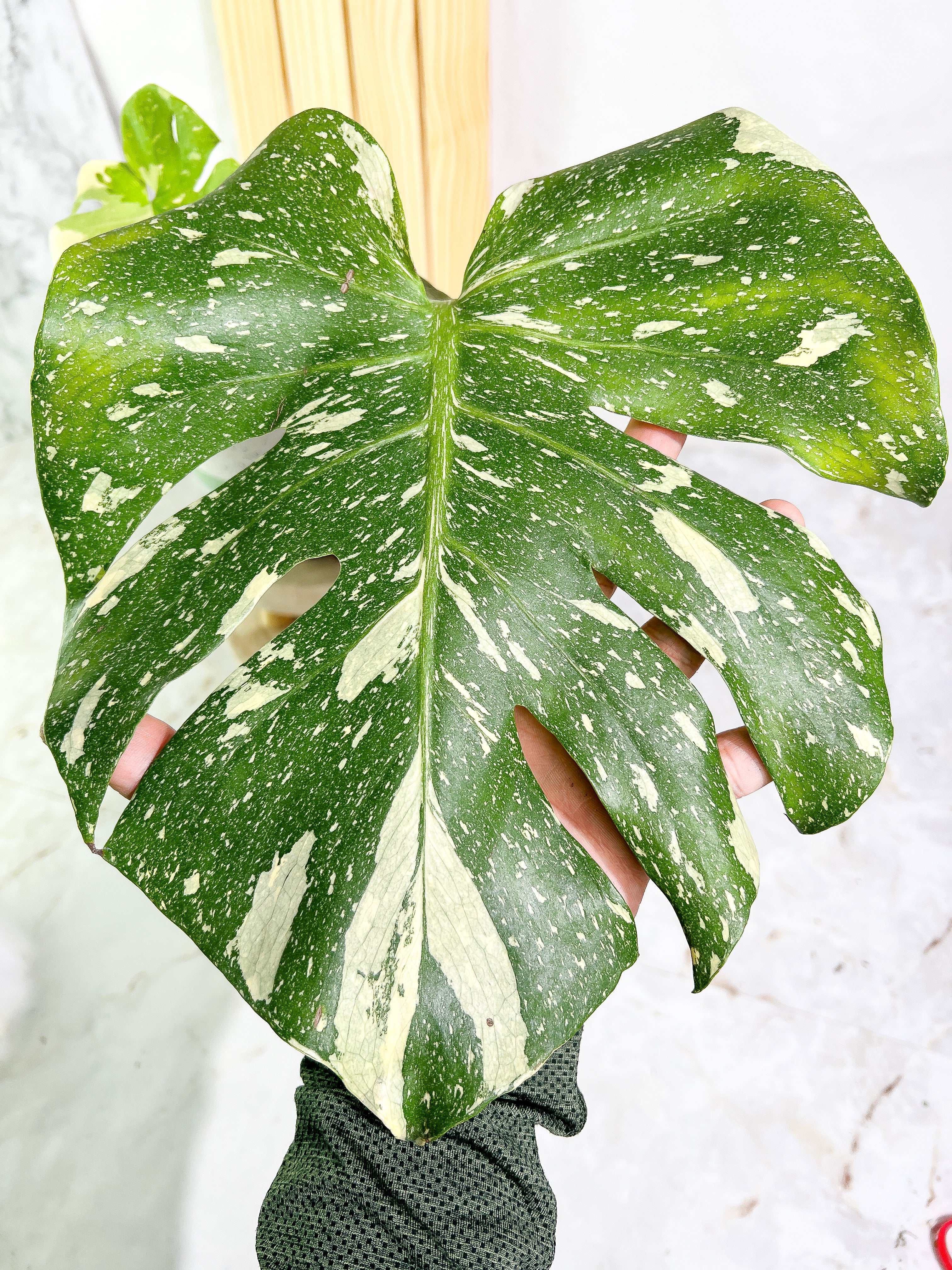 Monstera Thai Constellation  Slightly Rooted 2 leaves Highly Variegated