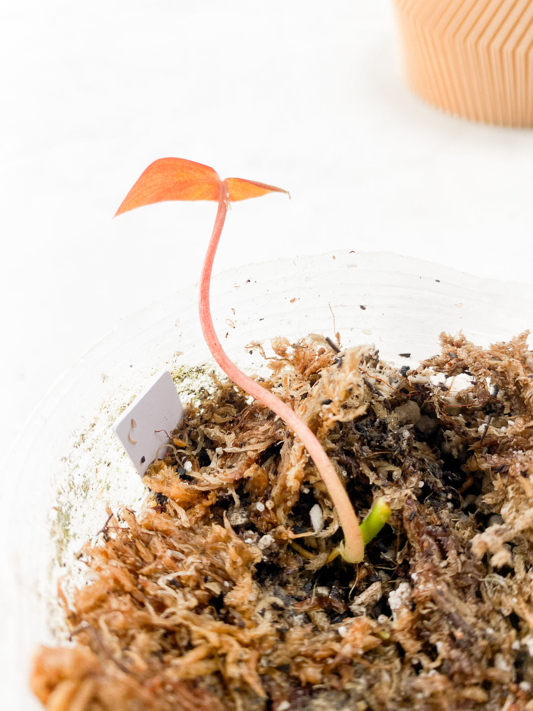 Philodendron  micans Variegated  Rooting node