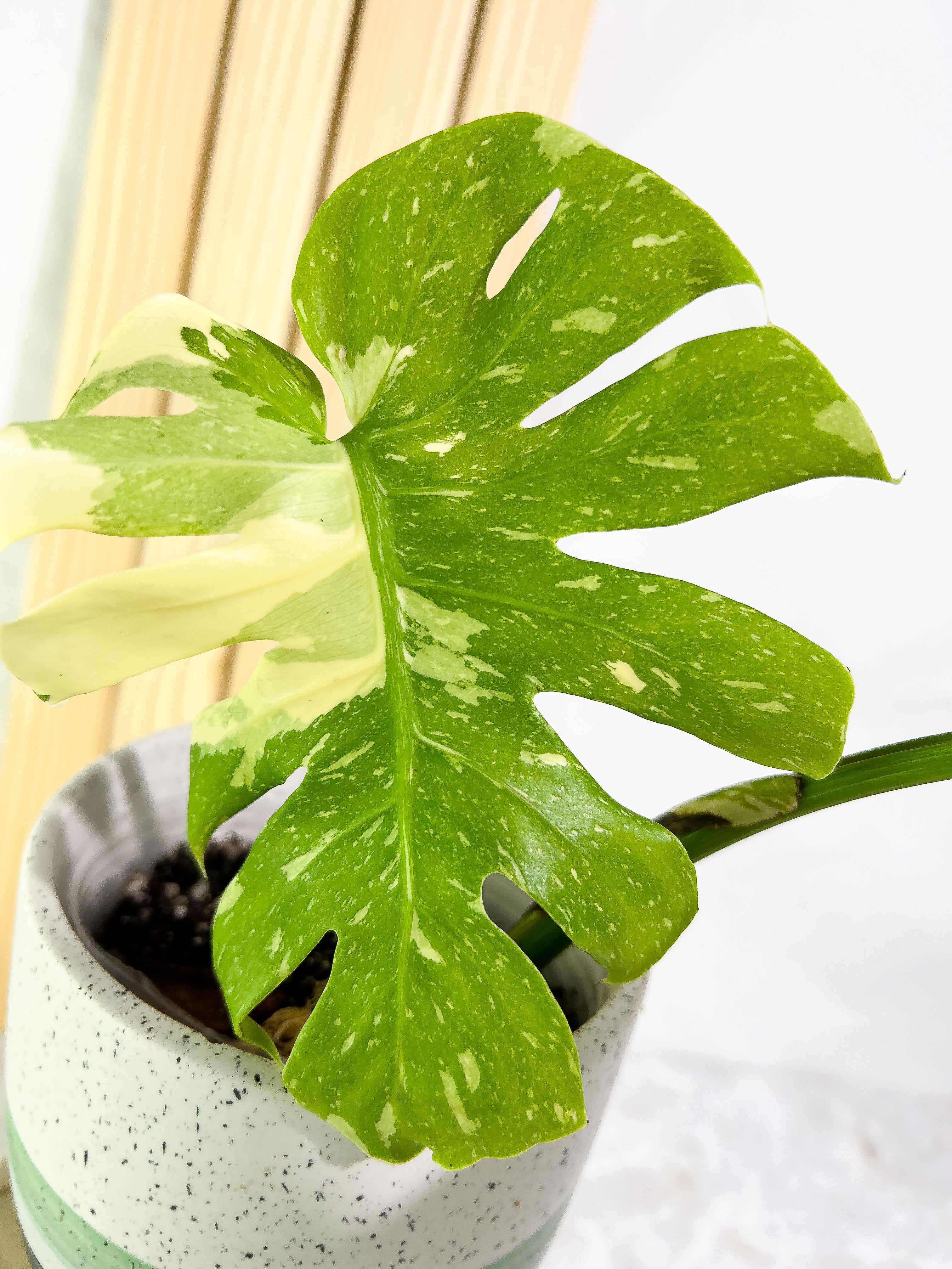 Monstera Thai Constellation  Slightly Rooted 2 leaves Highly Variegated