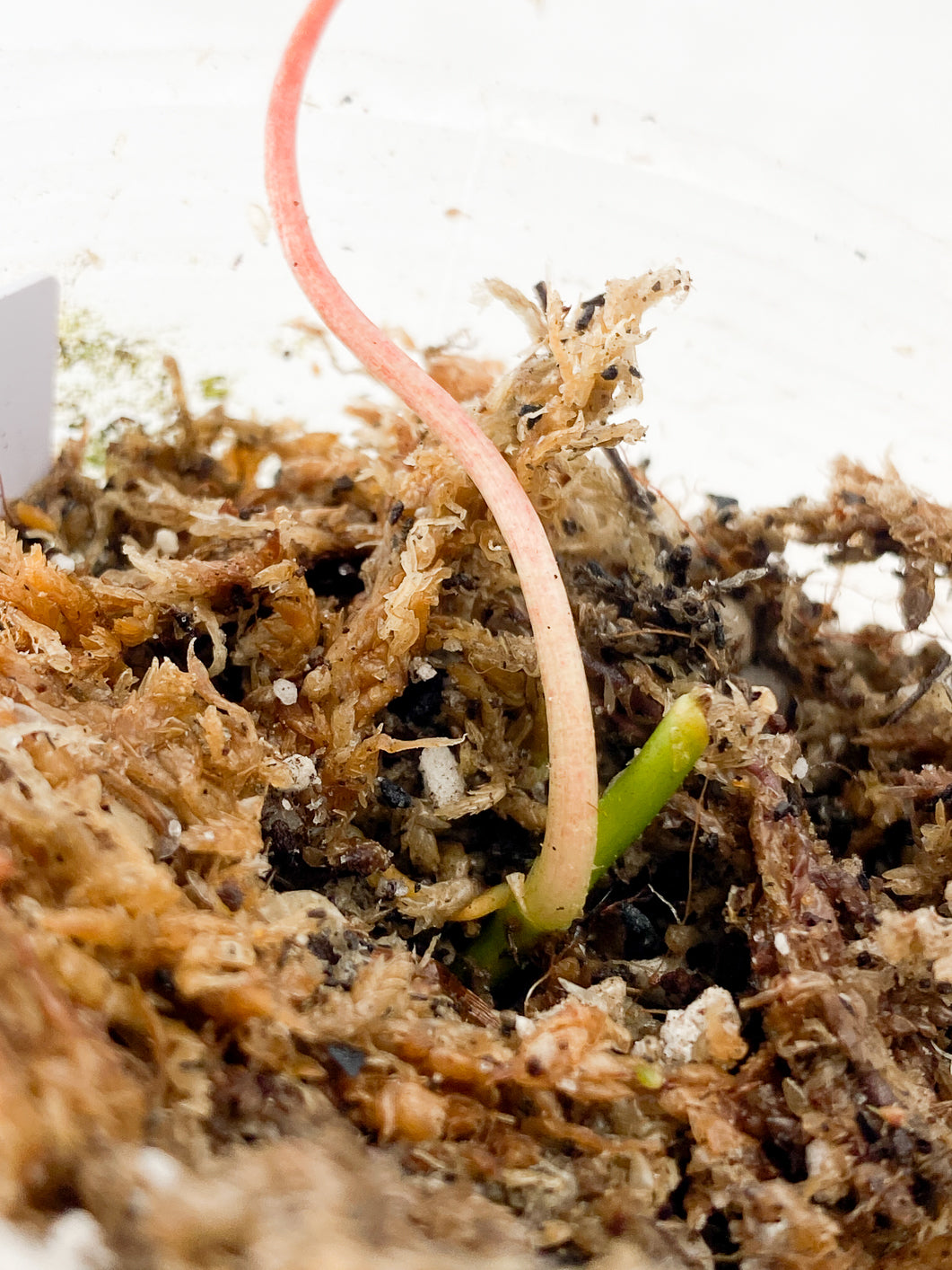 Philodendron  micans Variegated  Rooting node