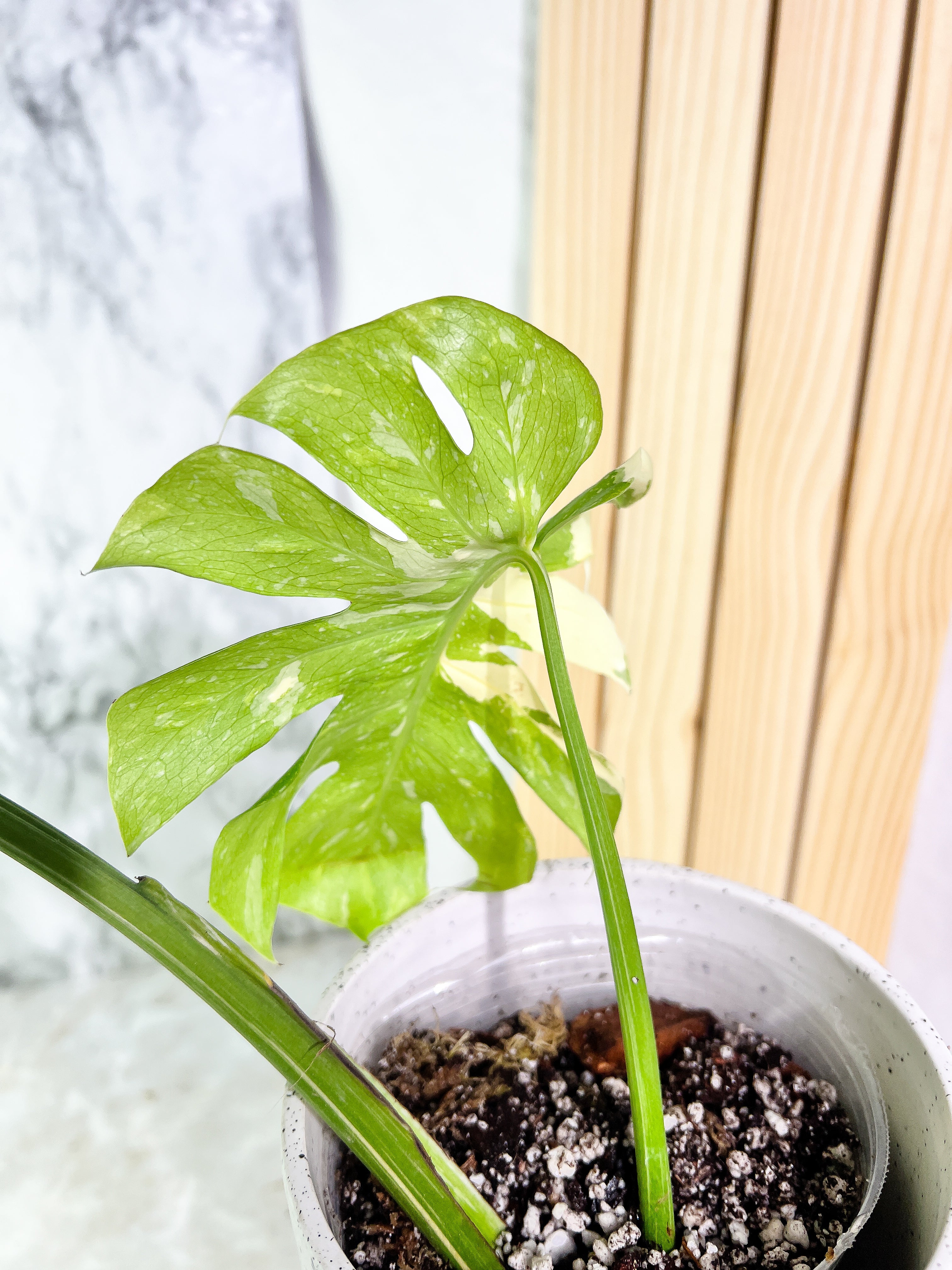 Monstera Thai Constellation  Slightly Rooted 2 leaves Highly Variegated