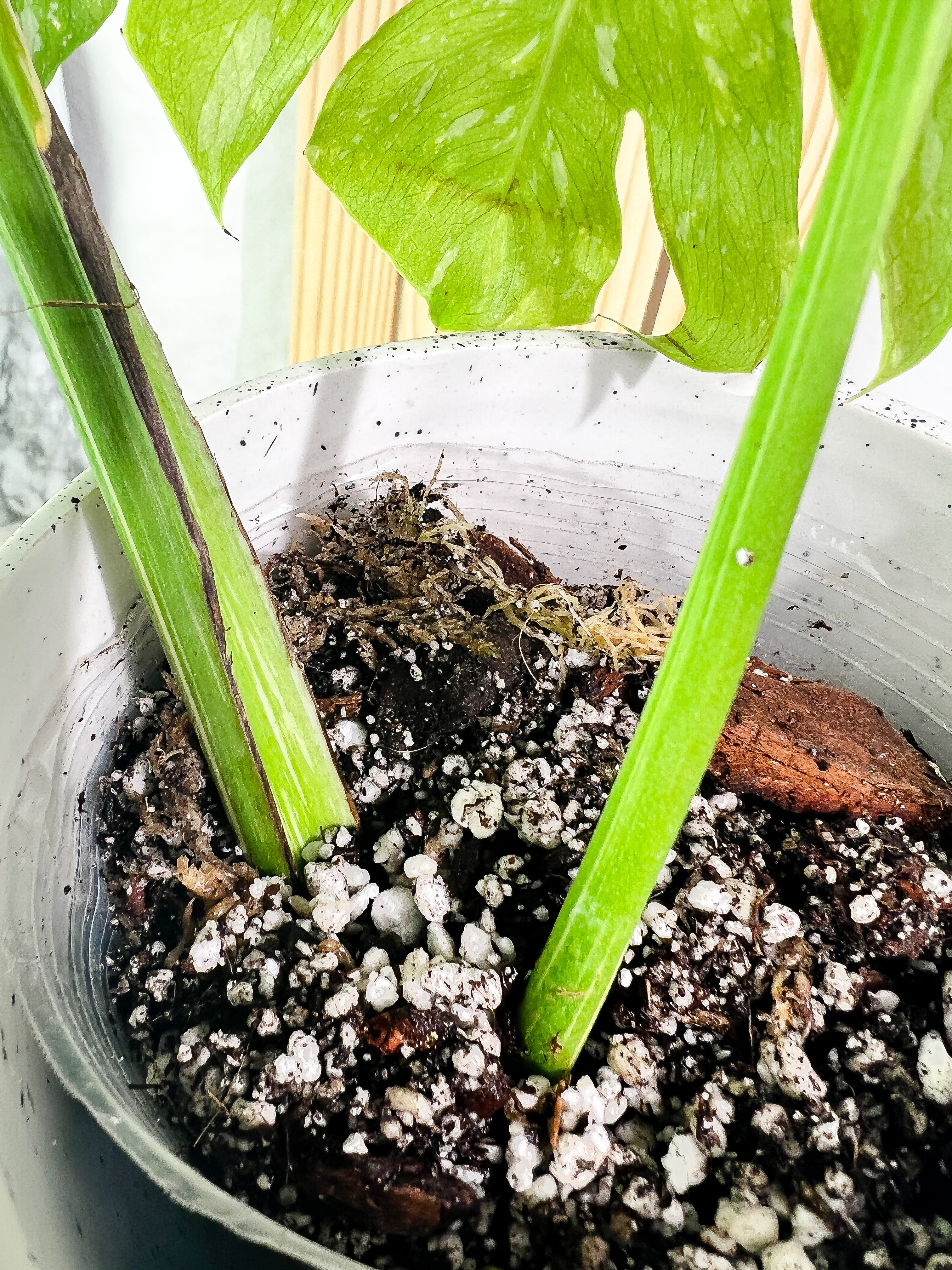 Monstera Thai Constellation  Slightly Rooted 2 leaves Highly Variegated